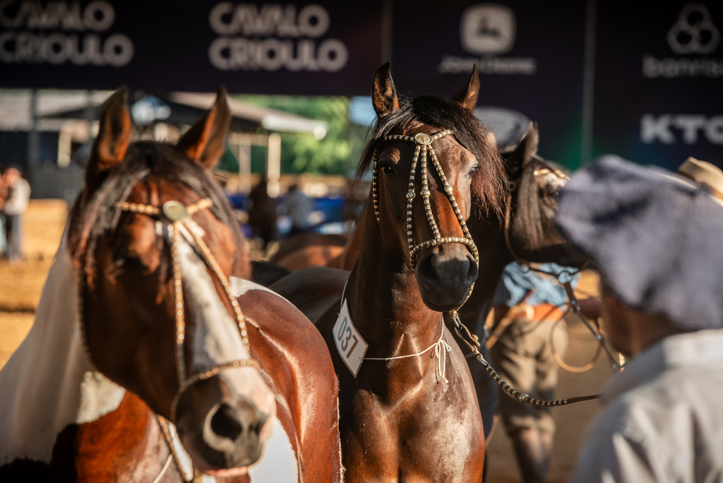 Provas do Cavalo Crioulo movimentam programação da Expointer