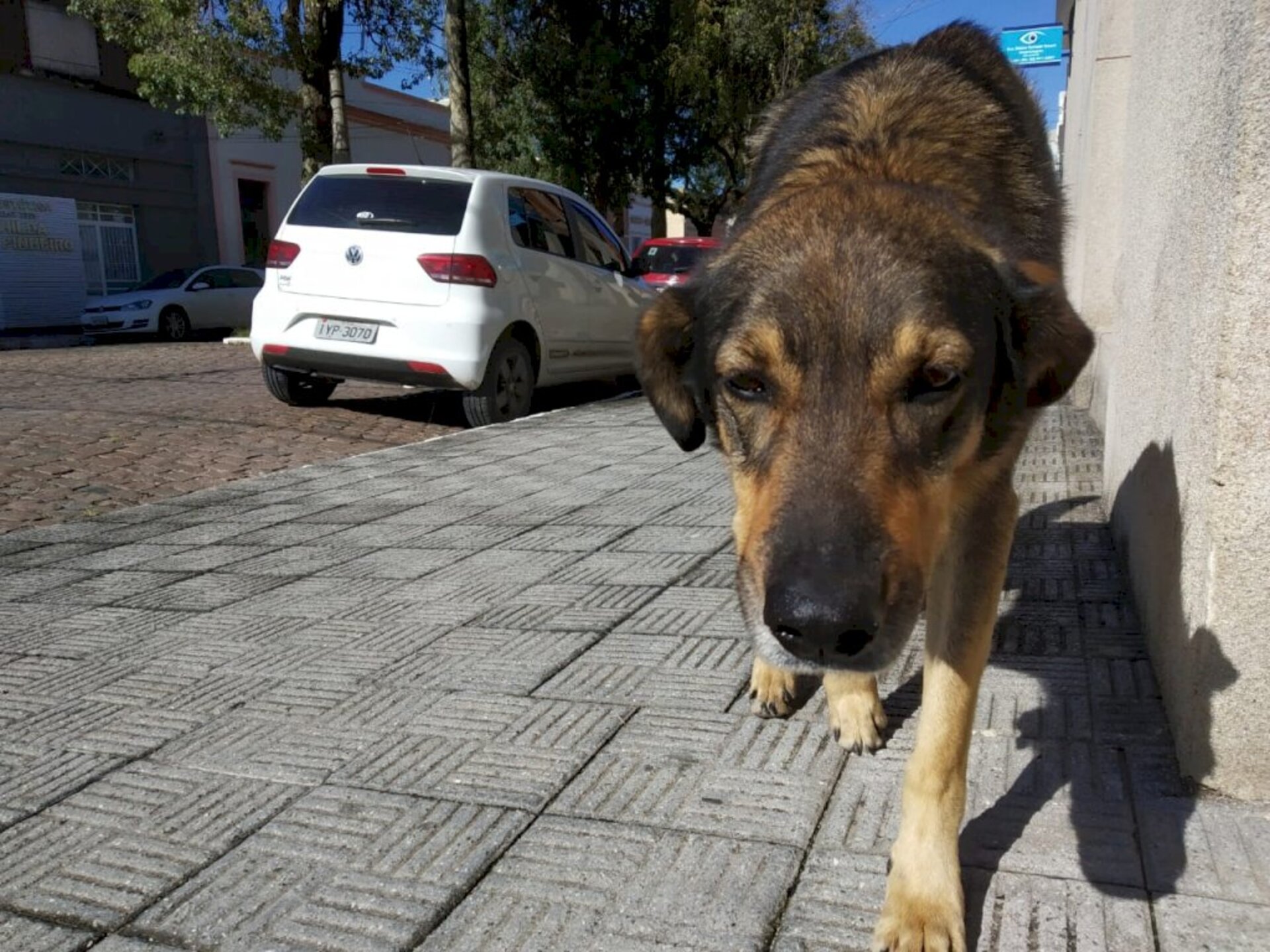 Animais devem estar em jejum absoluto de 12 horas