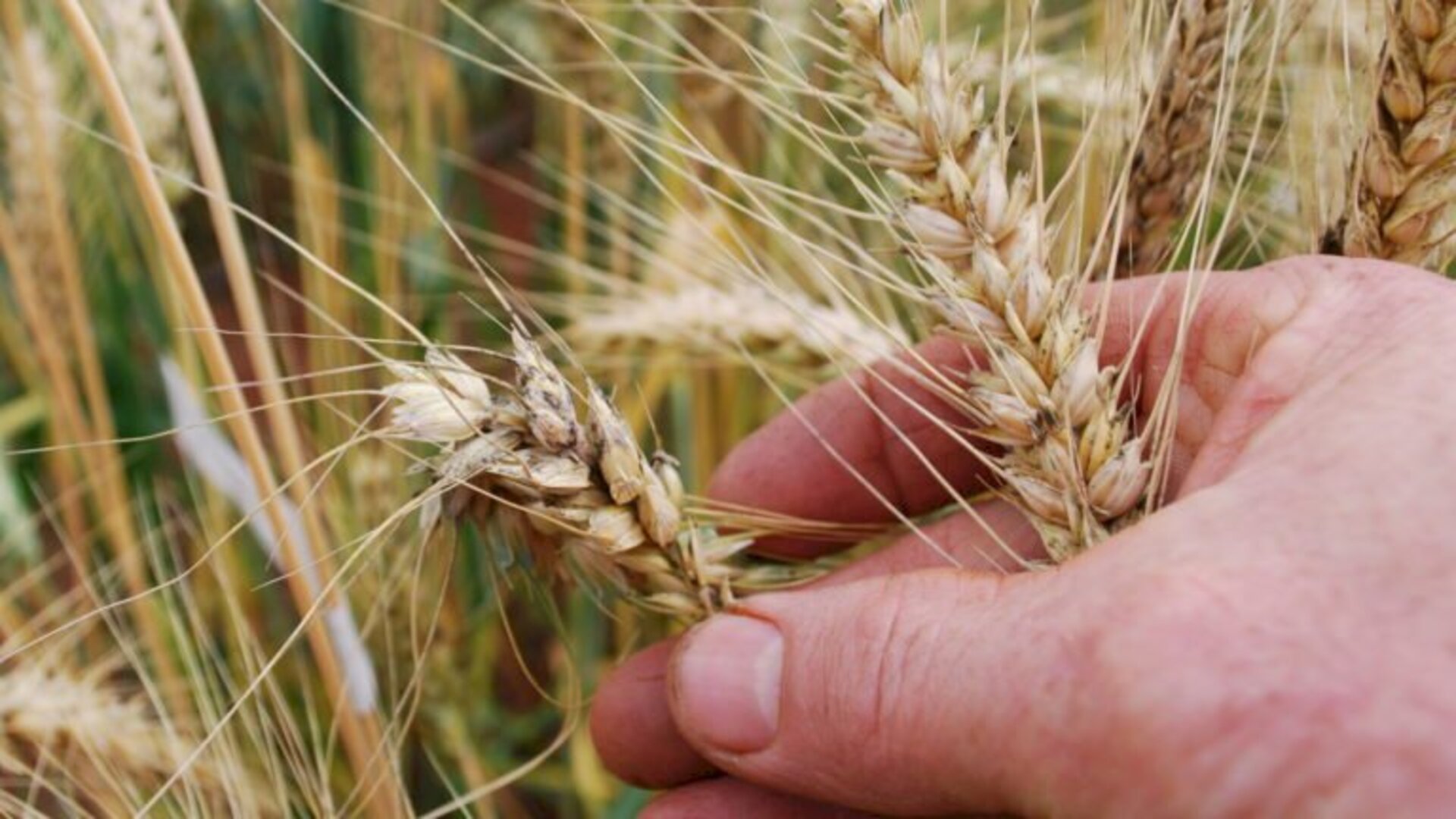 Trigo entra pela primeira vez no sistema e coleta