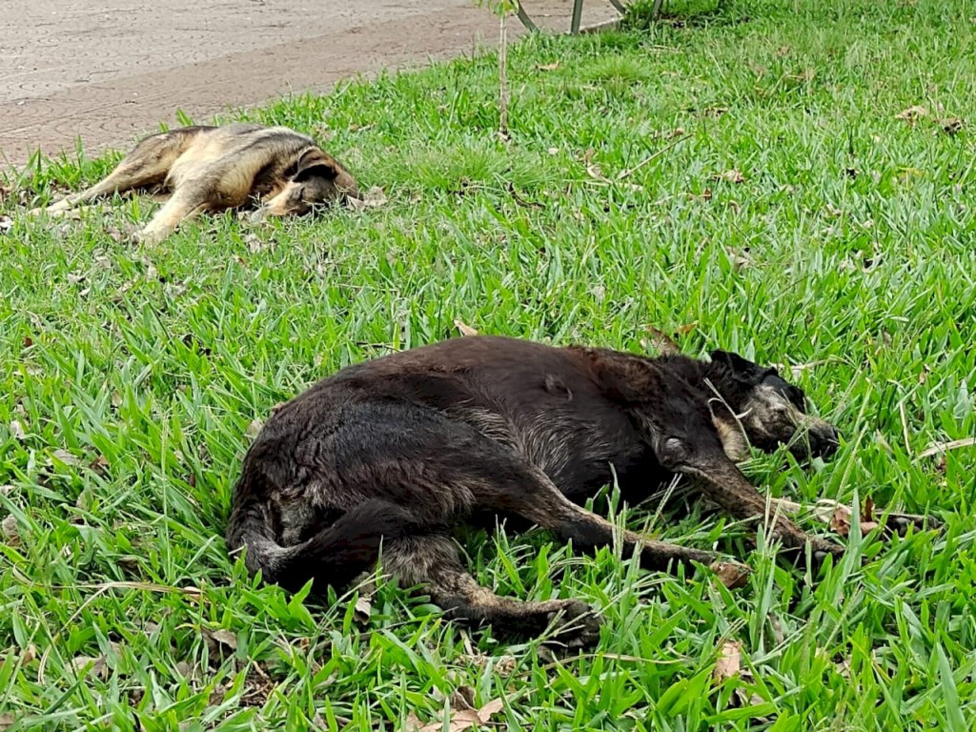 Animais comunitários são cuidados em bairros e no centro