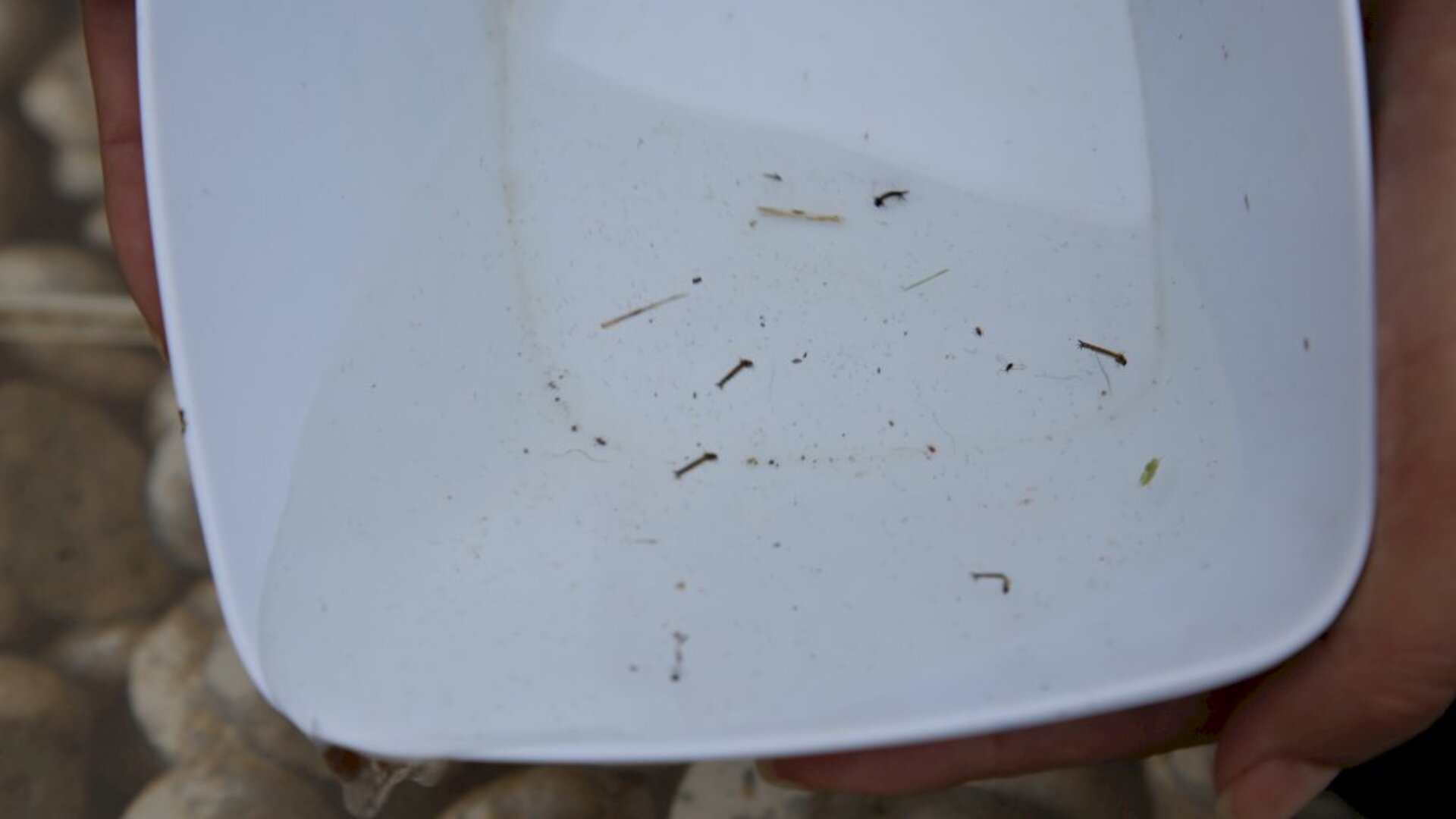 Larvas do mosquito foram encontradas em 50% dos pontos