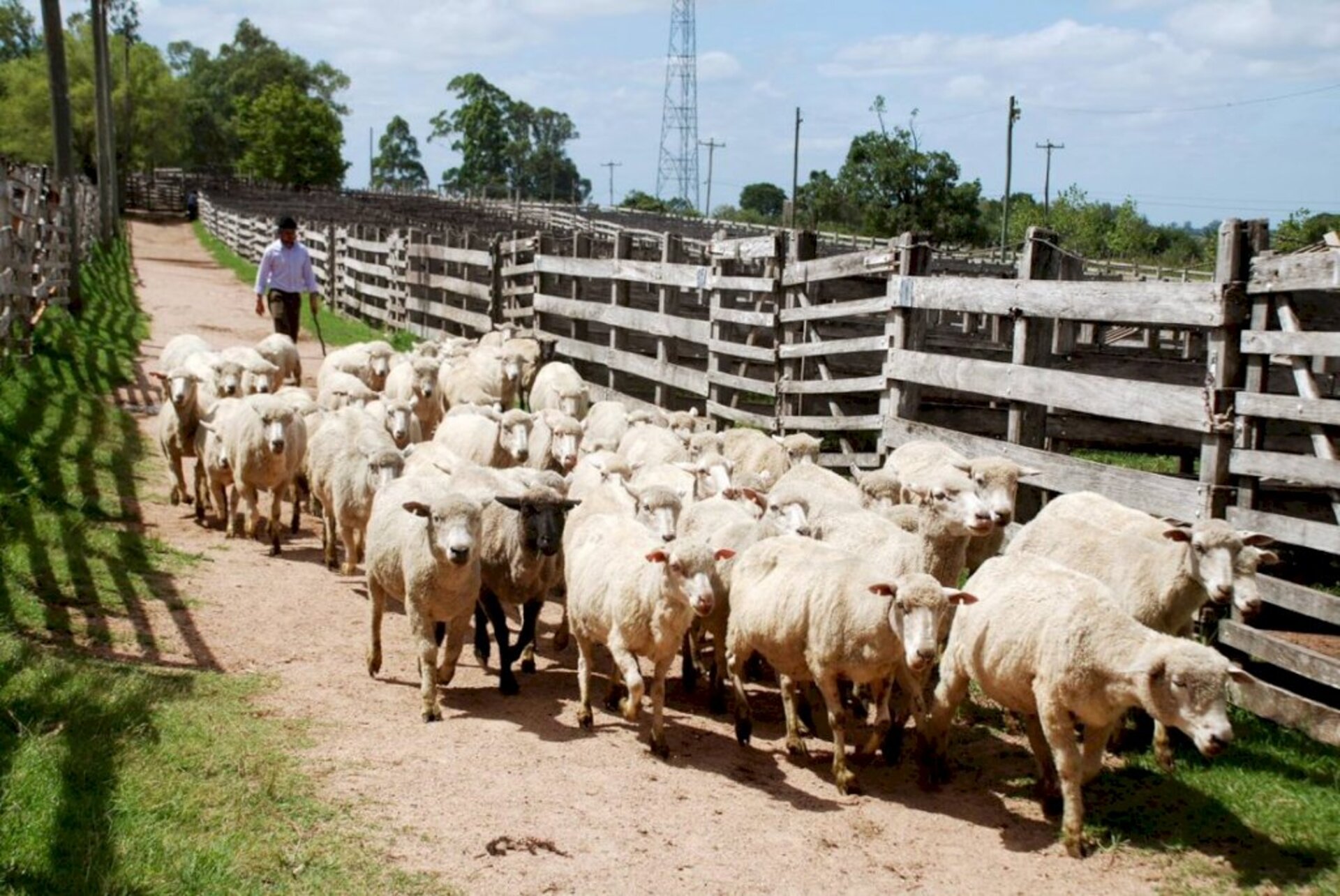 Evento é o maior fomentador da ovinocultura no Sul do Estado