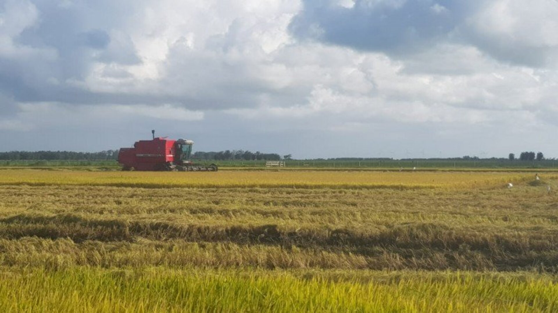 Falta colher apenas 1% da área de arroz no Estado