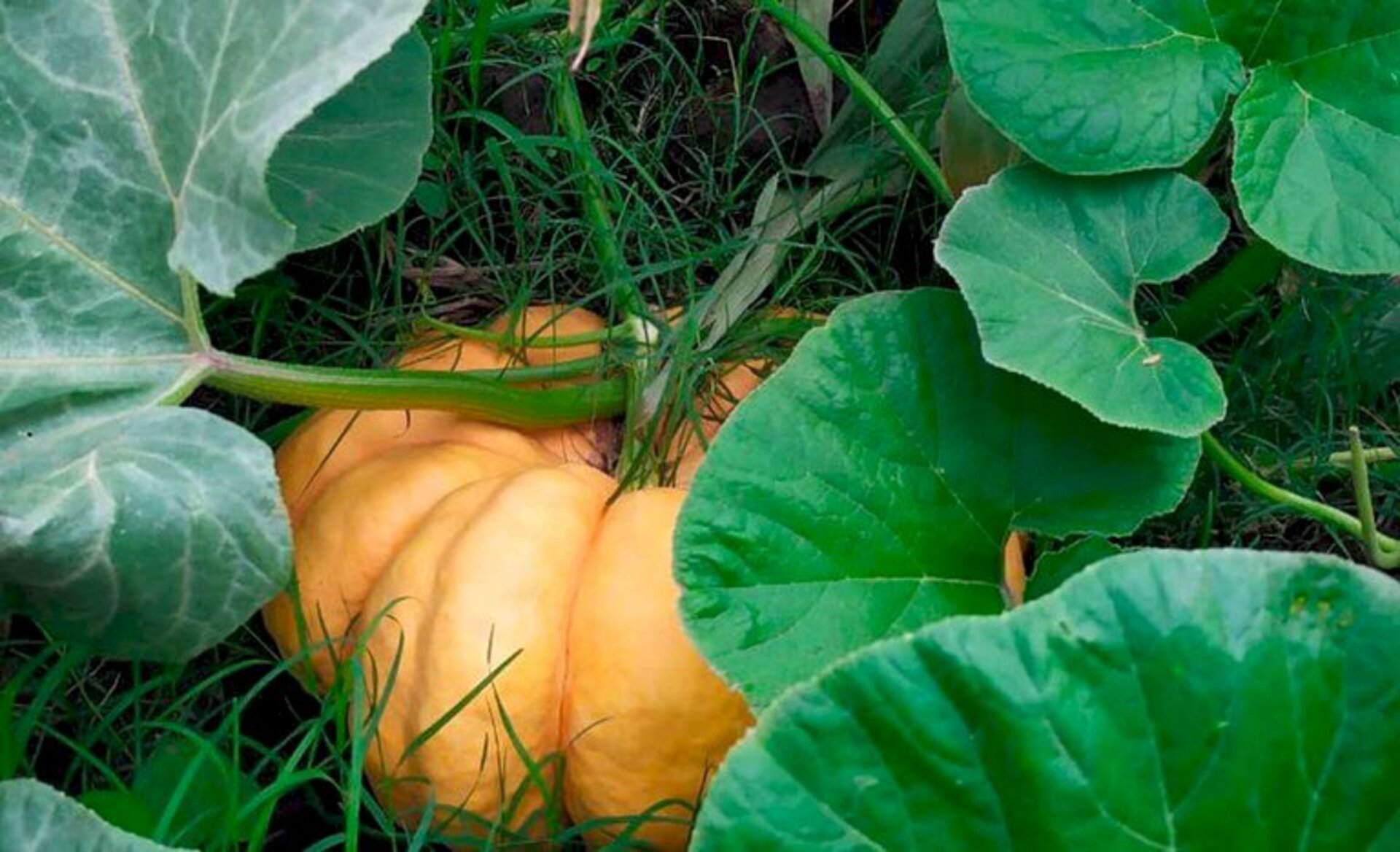 Os plantios de verão como abóboras iniciaram em outubro