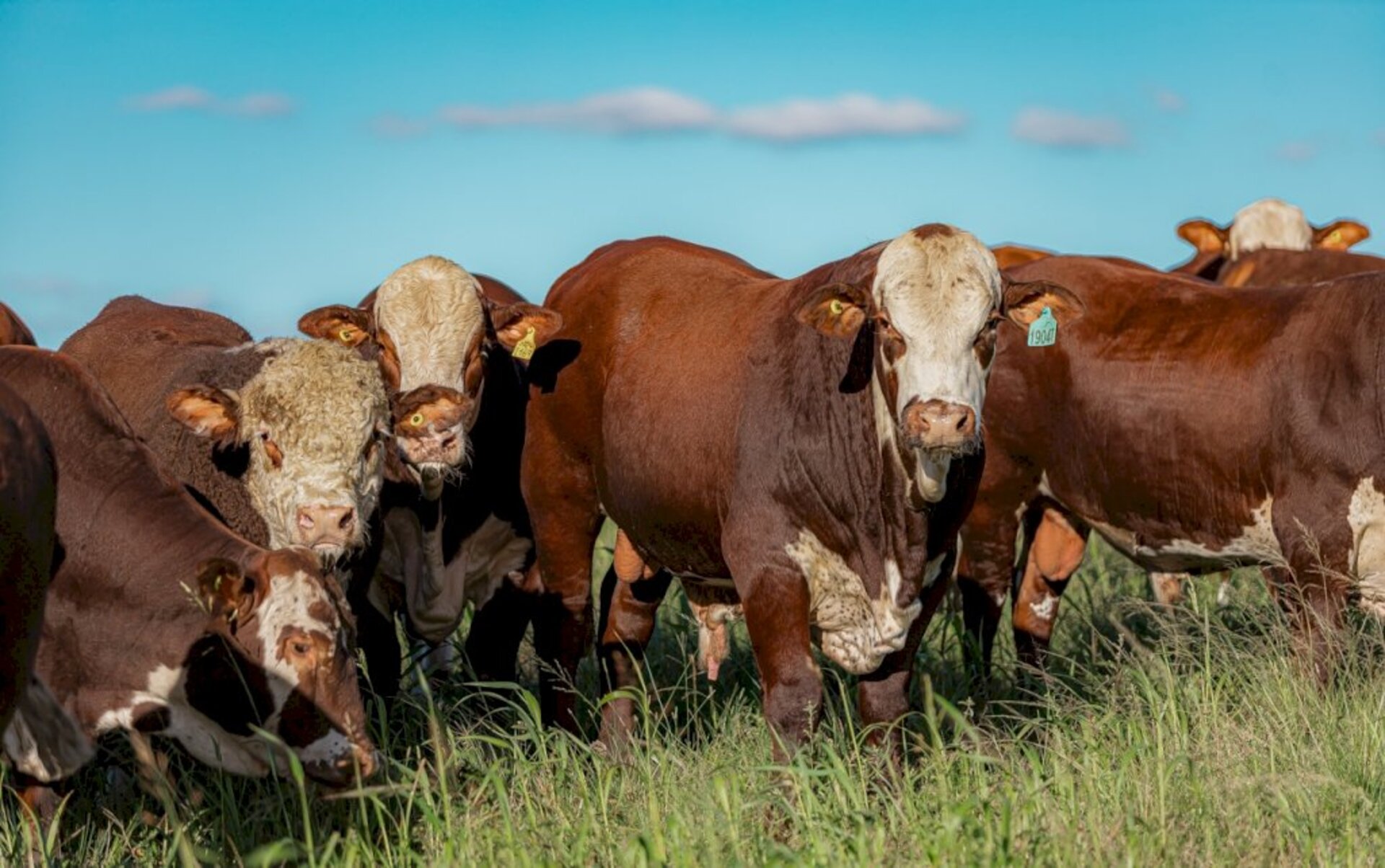 Entrada dos animais na unidade de pesquisa acontece dia 4 de junho