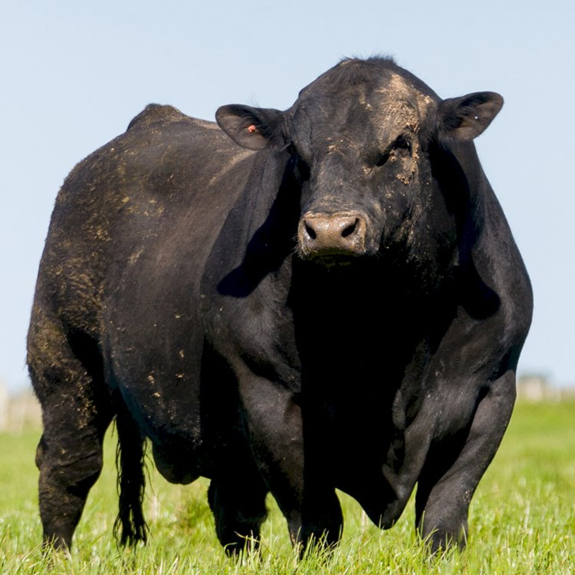 Ao todo, 22 200 reprodutores passaram pela avaliação da Angus