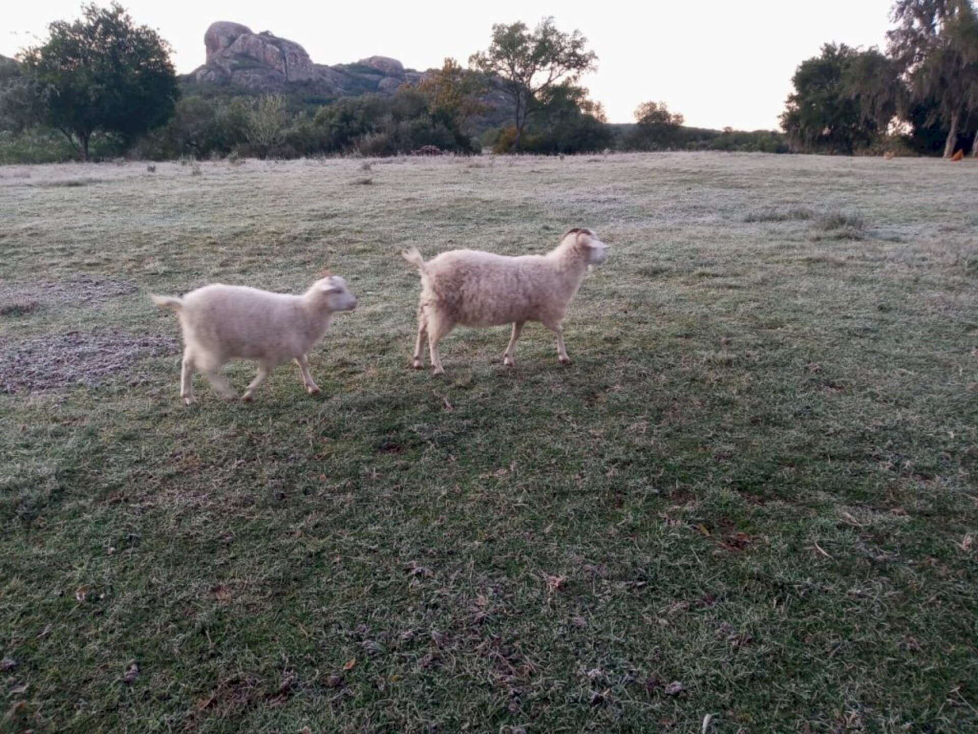 Geada na região dificultou alguns cultivos de campo