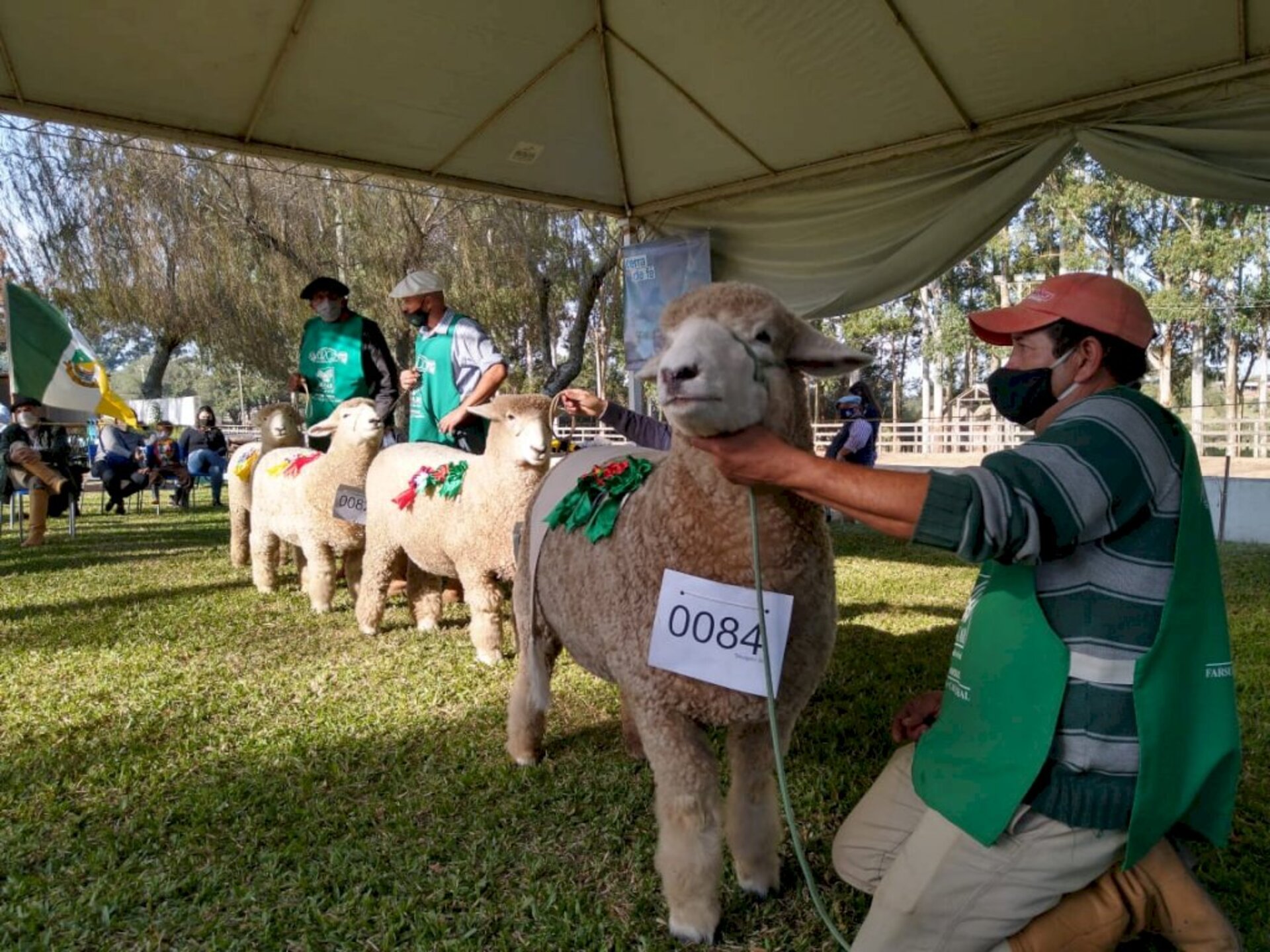Animais desfilaram nas três pistas montadas para os julgamentos
