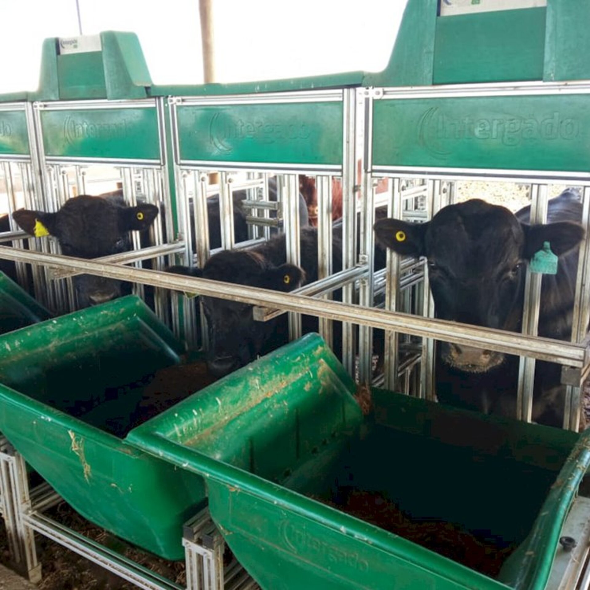 Animais são avaliados nas instalações da Embrapa Pecuária Sul