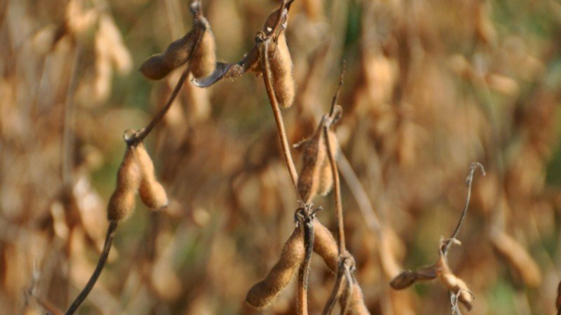 Estará em discussão uma portaria do Ministério da Agricultura