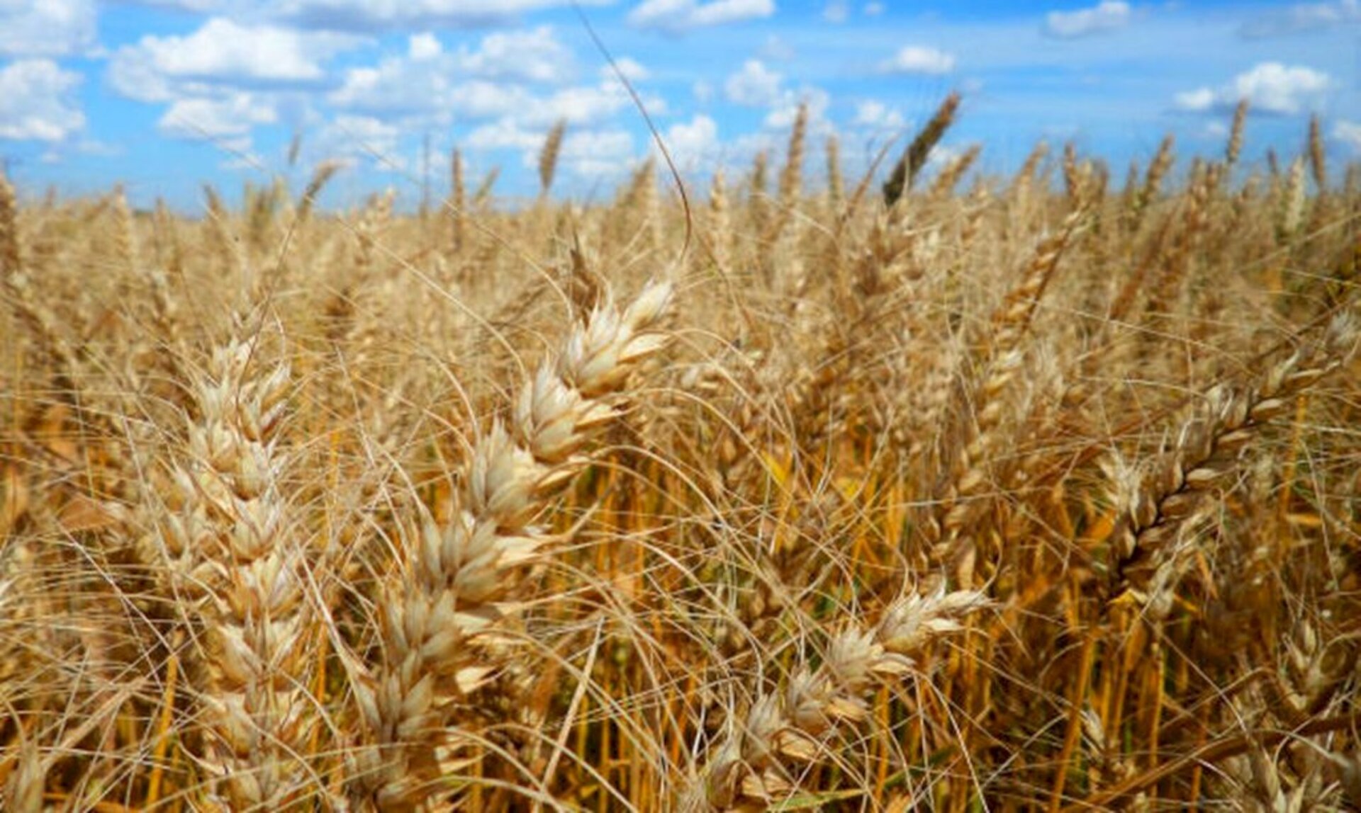 Expansão deve ser de 25% da área em relação ao ano passado
