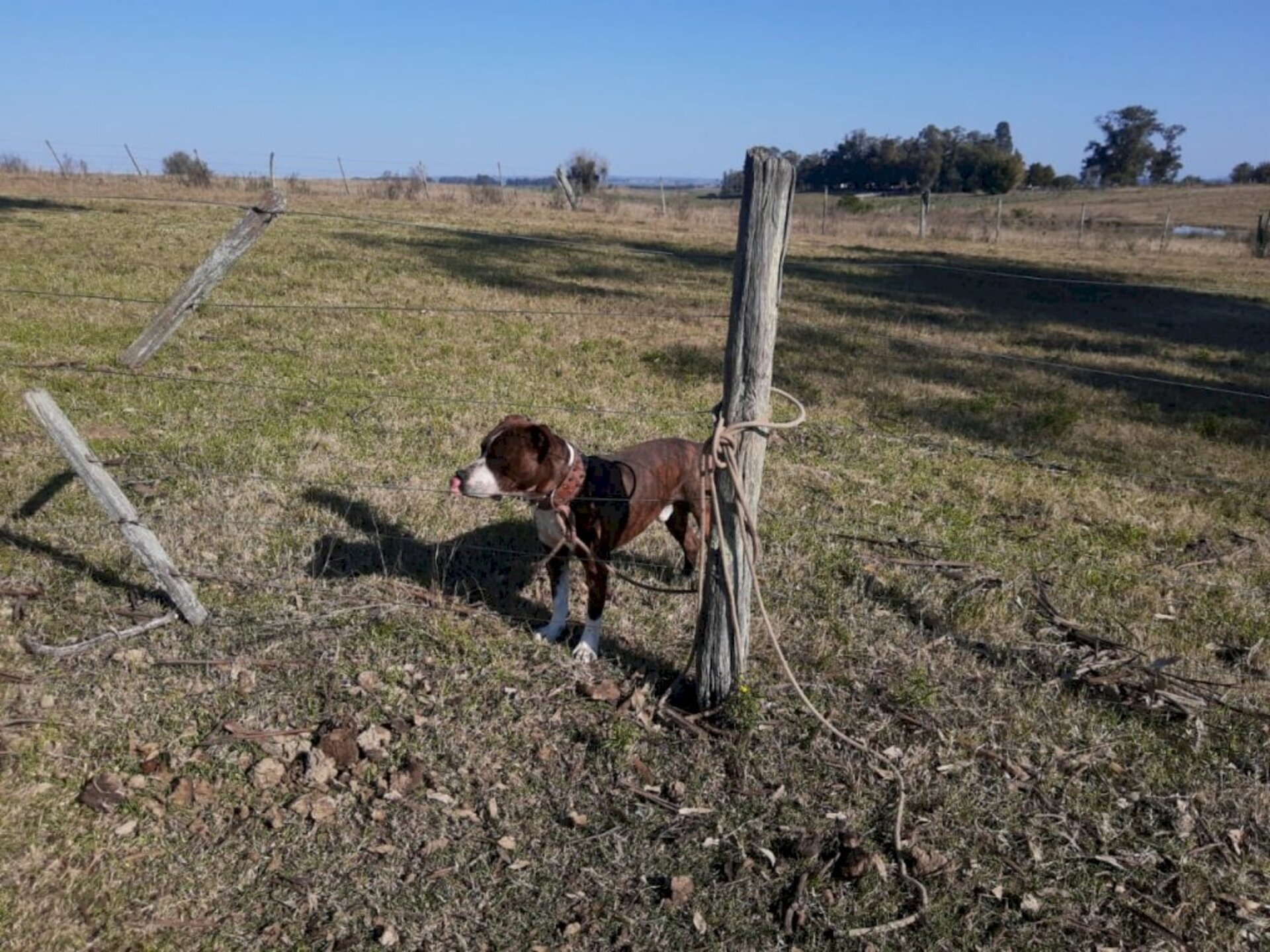 Animal é de uma vizinha da família da criança