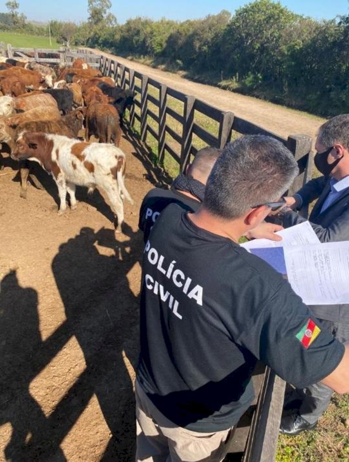 Ao todo foram apreendidas 12 852 cabeças de gado