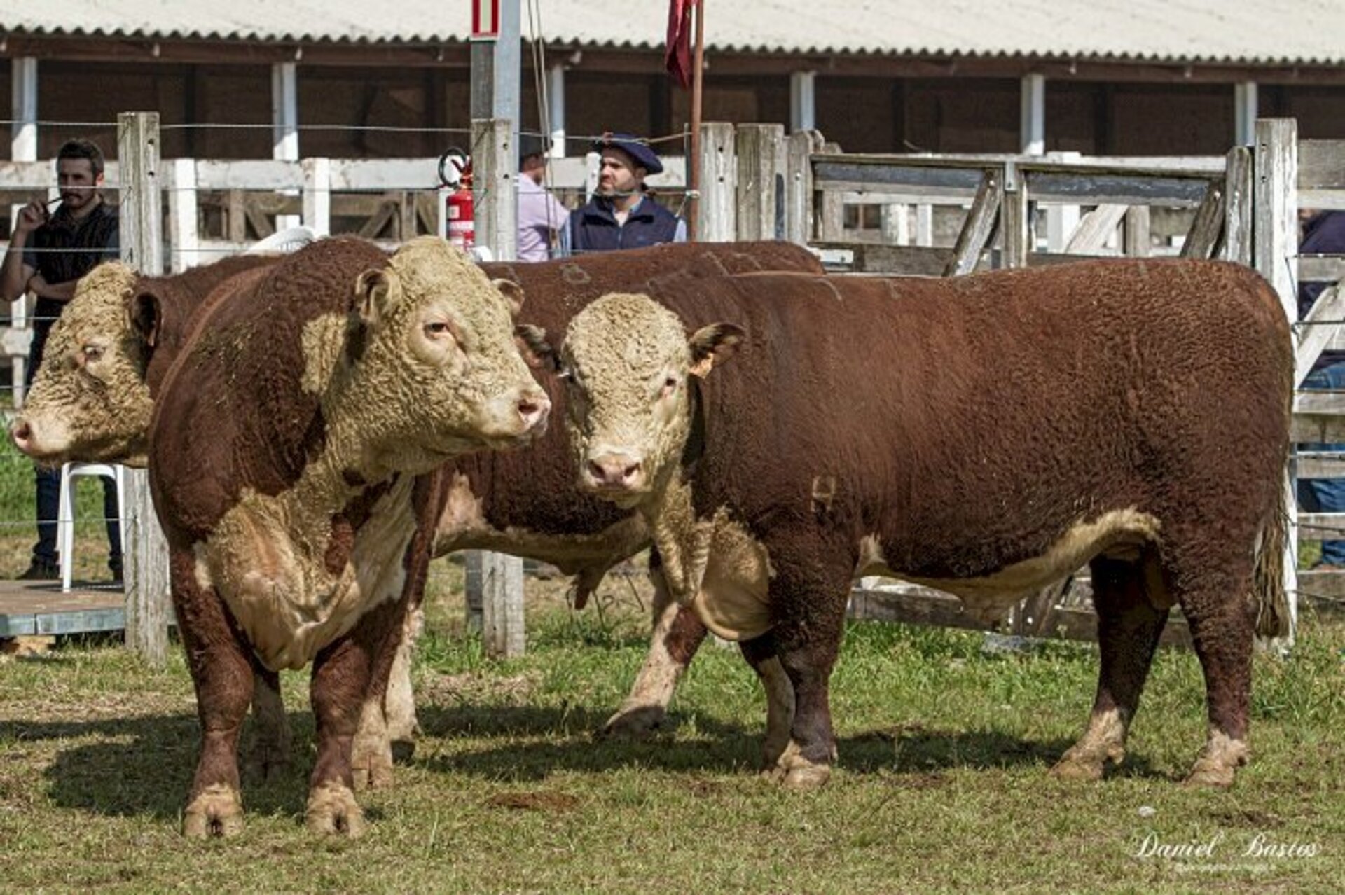Animais passam pelo crivo dos jurados na pista do Parque Assis Brasil