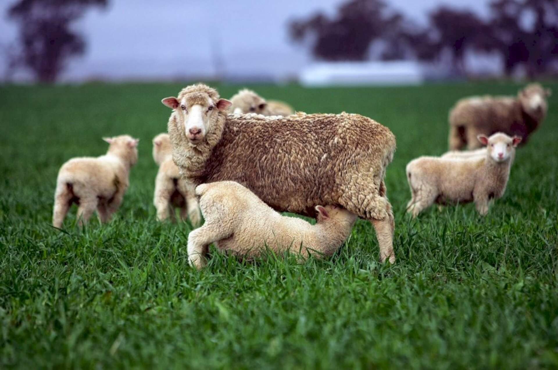 Rebanhos mantidos em pastagens de inverno cultivadas apresentam boas condições corporais