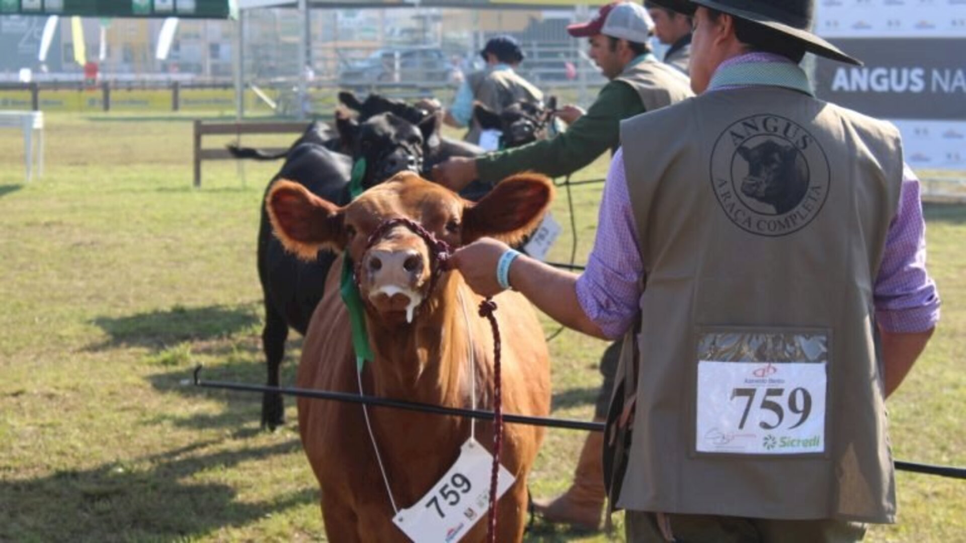 Raça é um dos atrativos na feira agropecuária