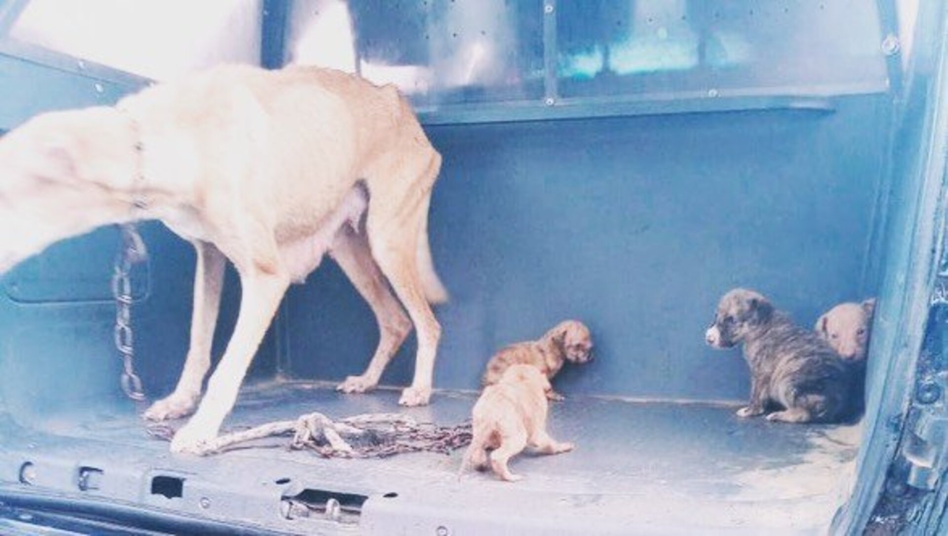 Cadela e filhotes foram levados para casa de passagem