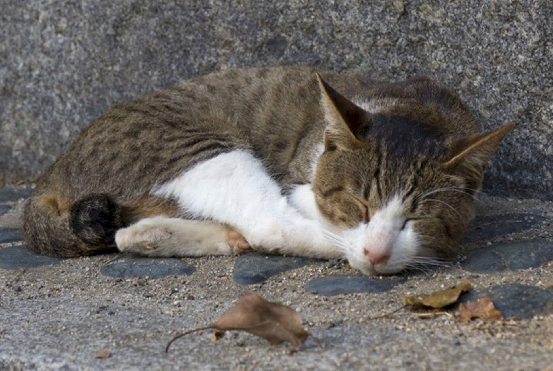 á sumiram em torno de 127 felinos na cidade