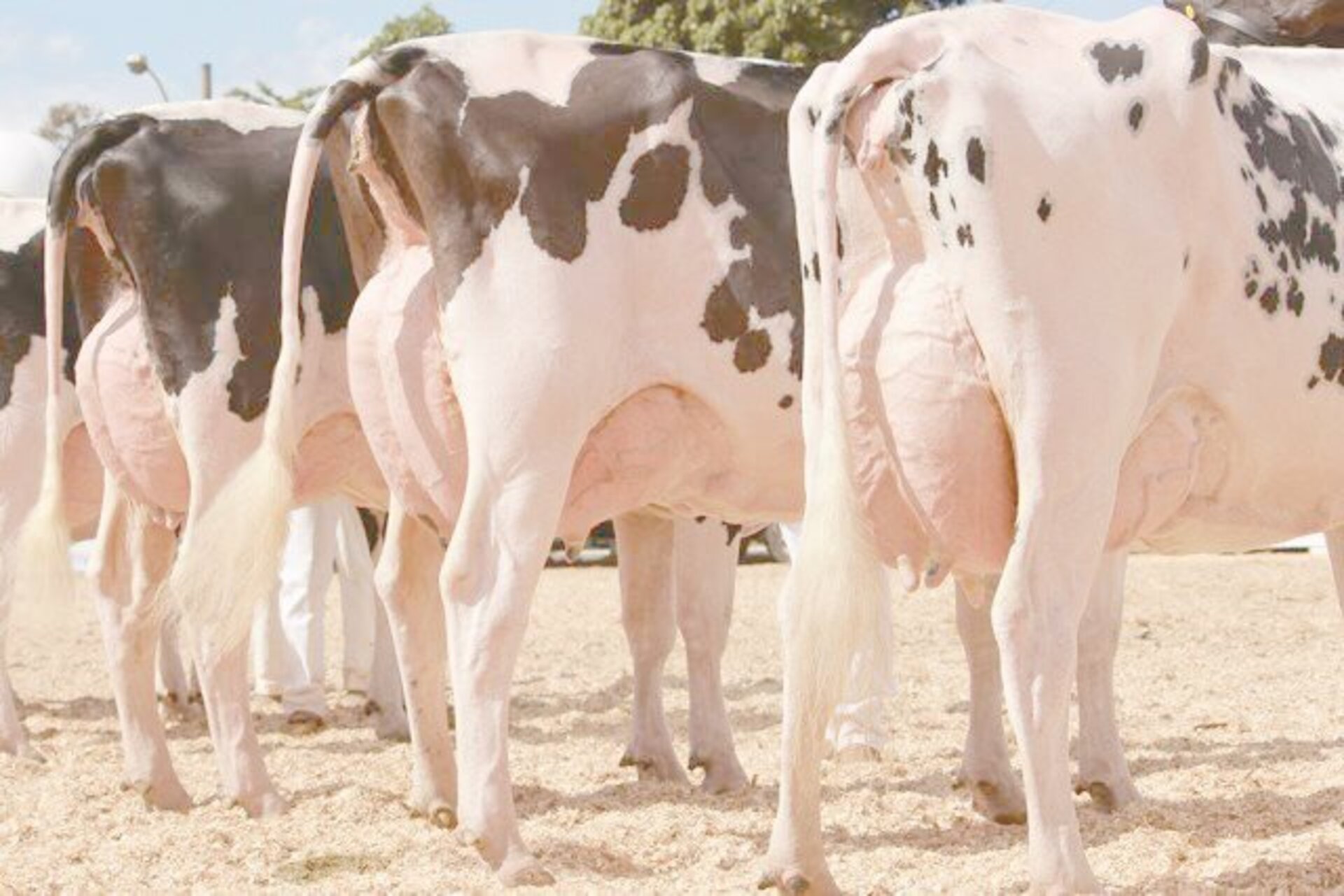 Participam da feira animais de 16 municípios gaúchos