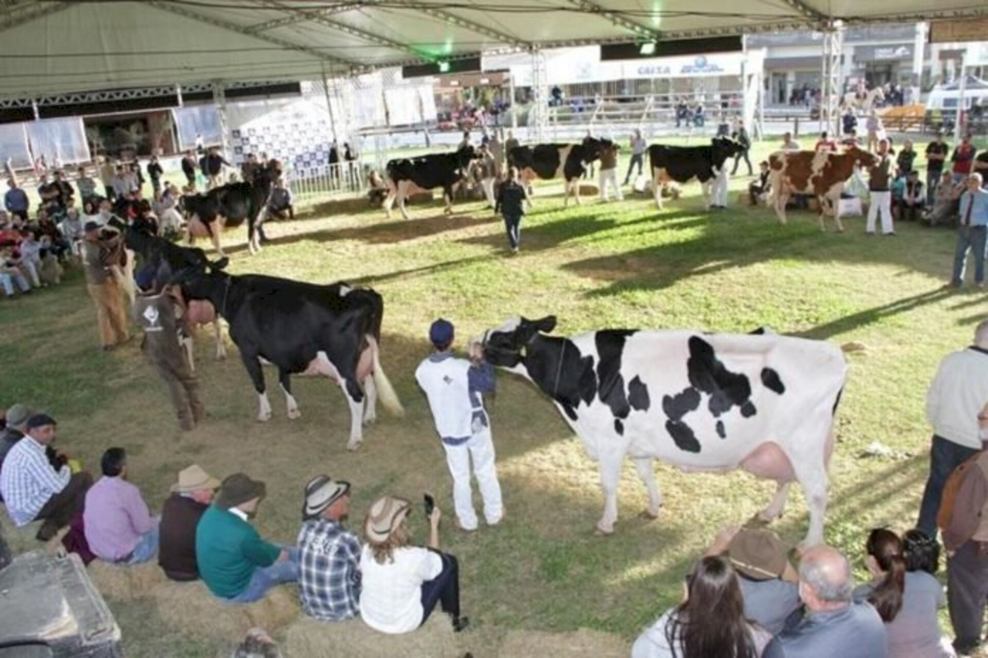 Ponto alto da participação da raça é o momento da exposição dos animais