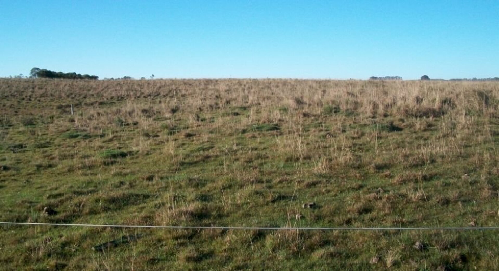 Maior parte das áreas de campo nativo está sem crescimento