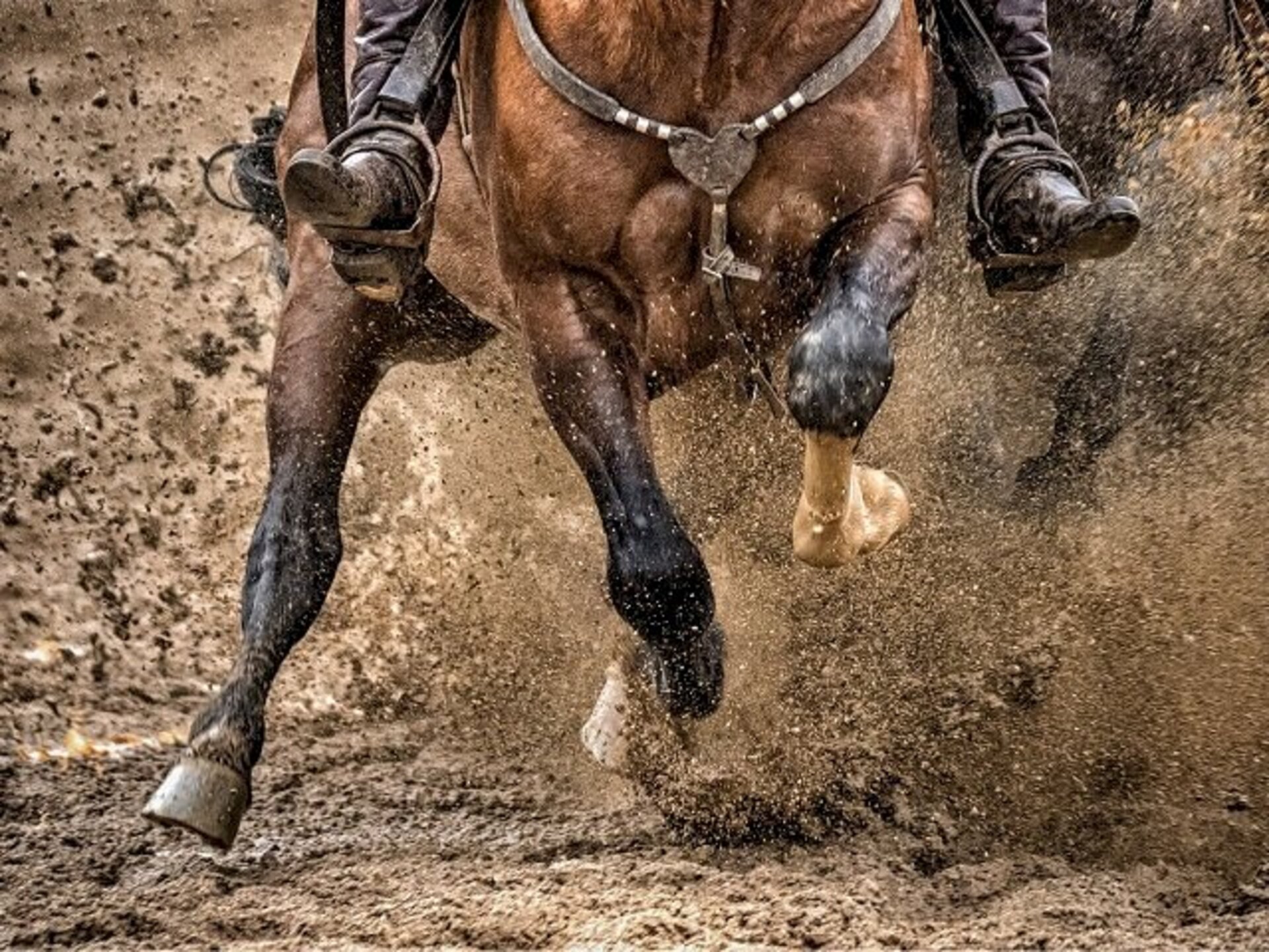 Cavalos do município tem boas chances ao Freio de Ouro