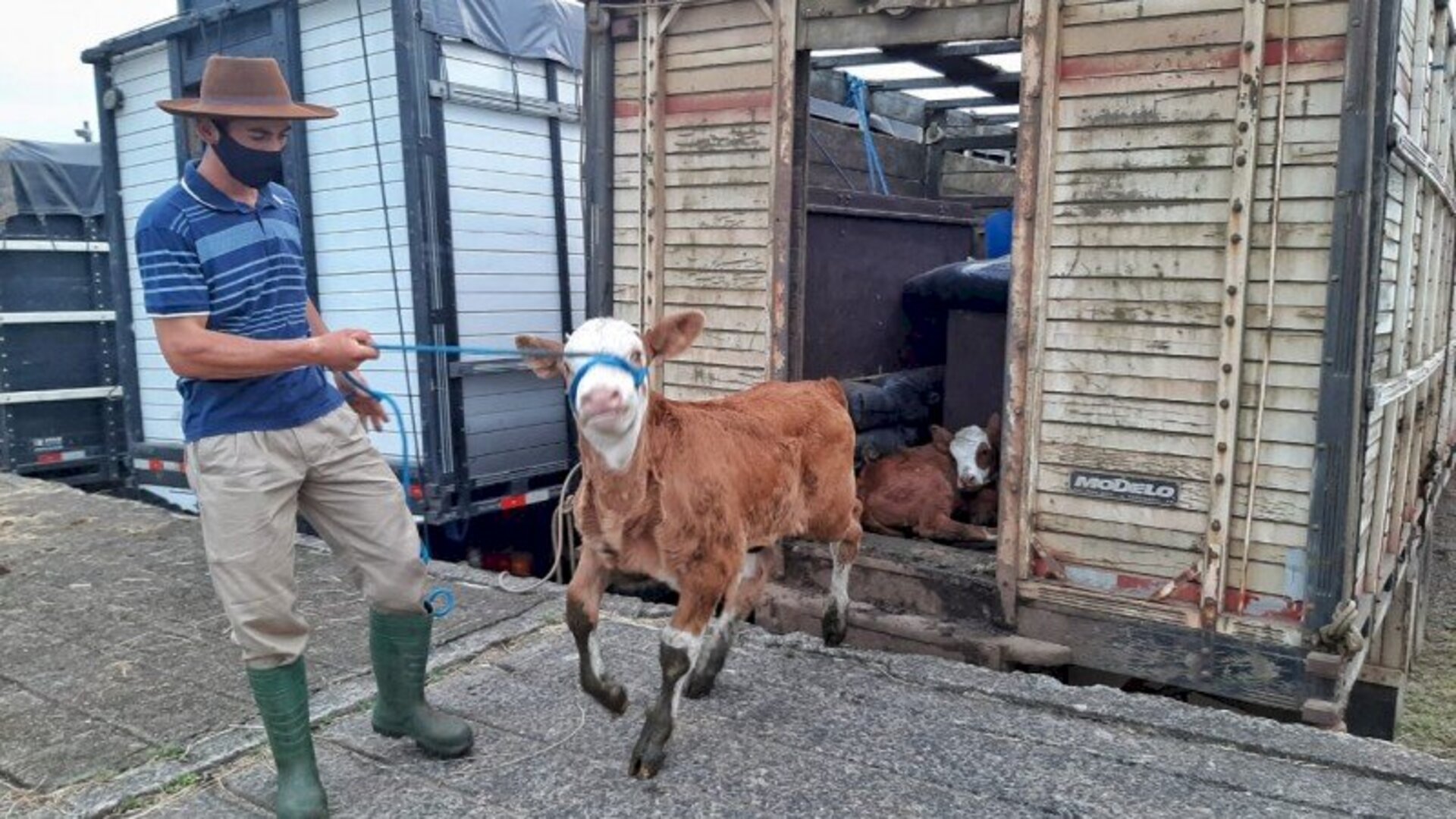 Animais serão recepcionados a partir de segunda-feira