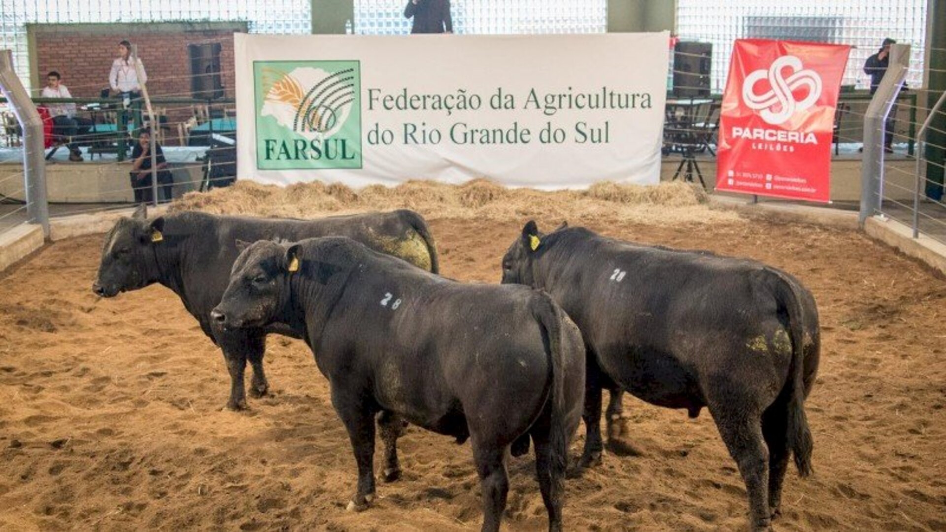 Raça é uma das maiores vitrines da feira agropecuária