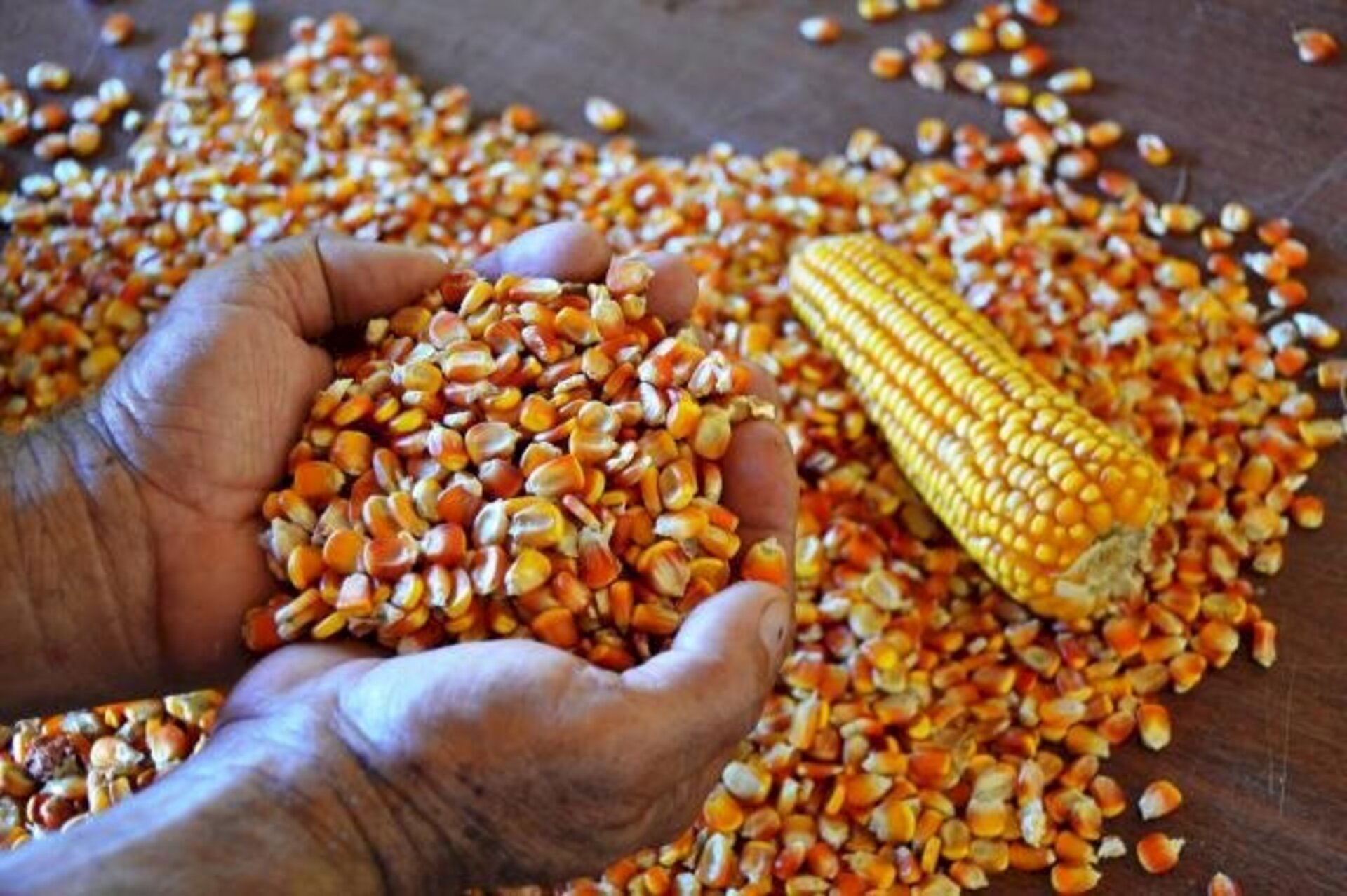 Ficou decidida a compra, anual, de até 200 mil toneladas do grão