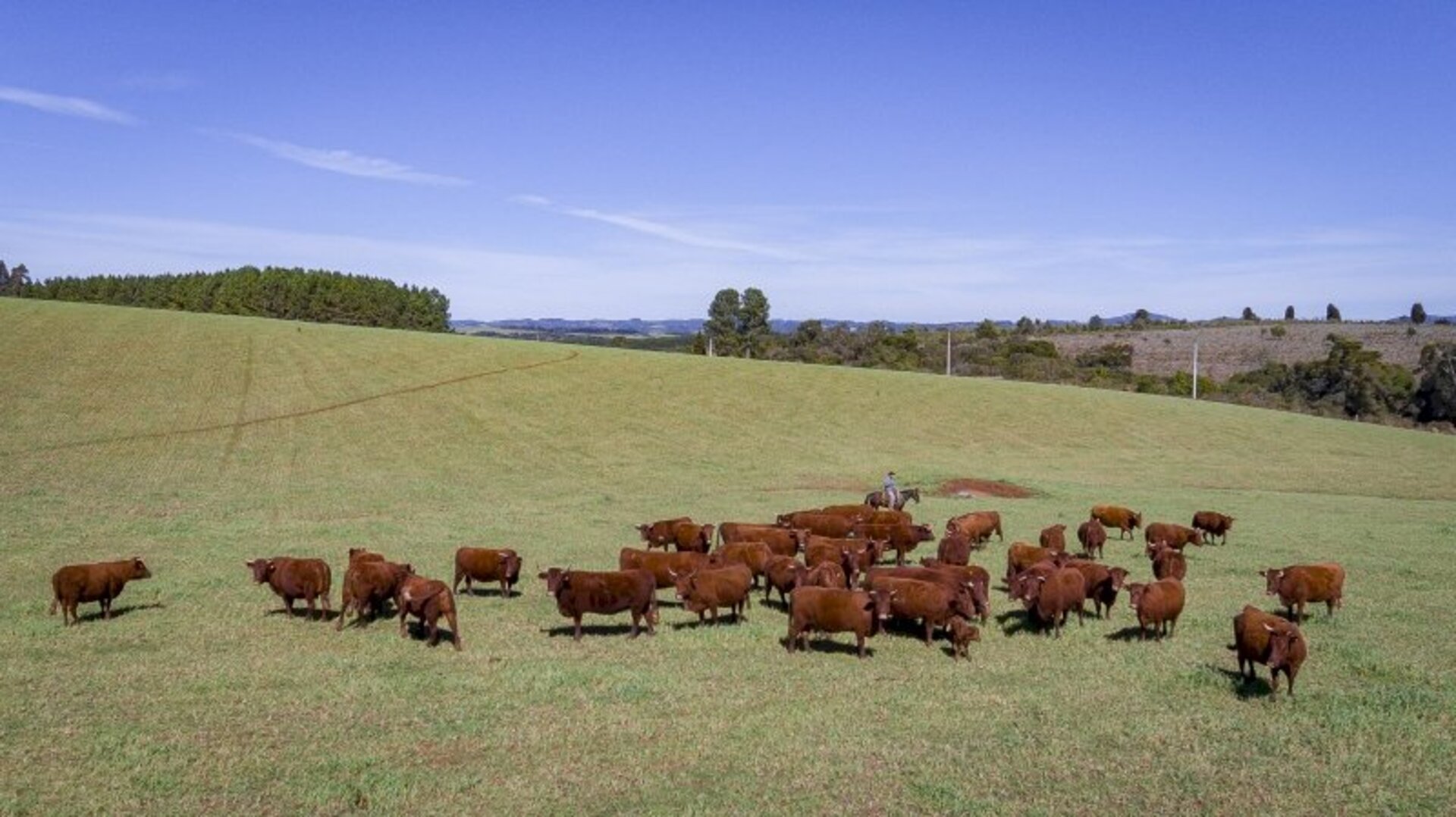 Sinalização é de uma redução de 40% na oferta de touros nos remates de primavera