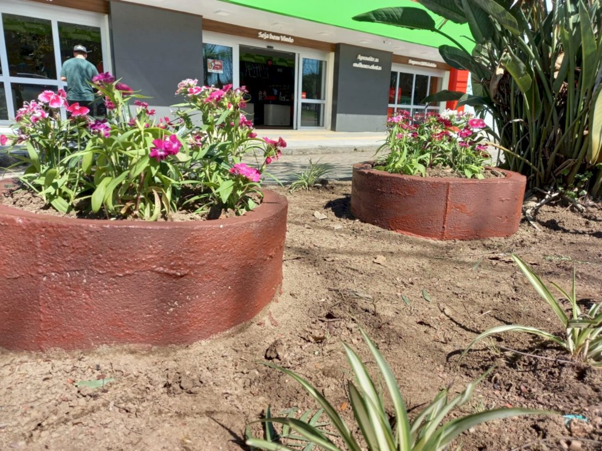 Mudas foi plantadas no canteiro na avenida General Osório