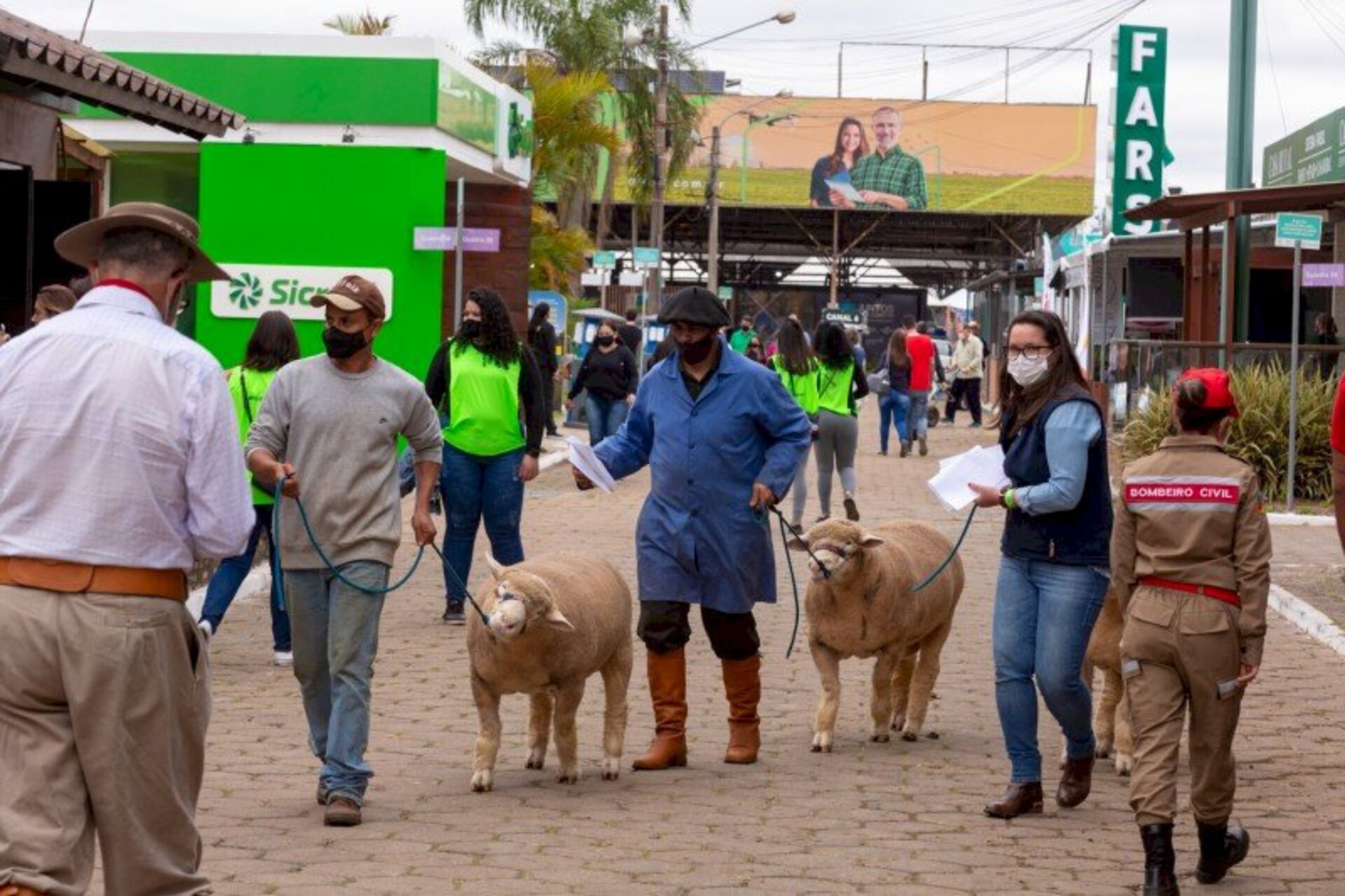 Este ano aumentou a presença de ovinos na feira