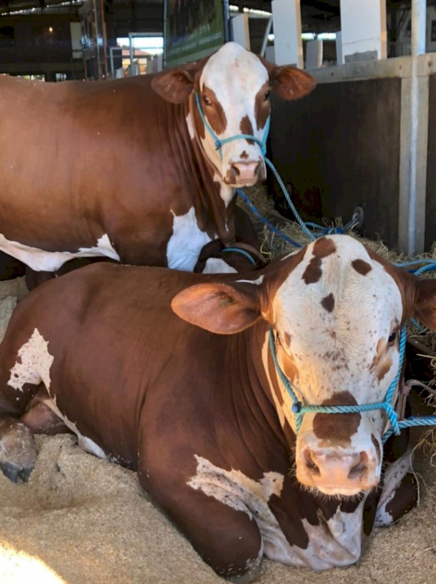 Pujança dos animais encanta compradores e visitantes