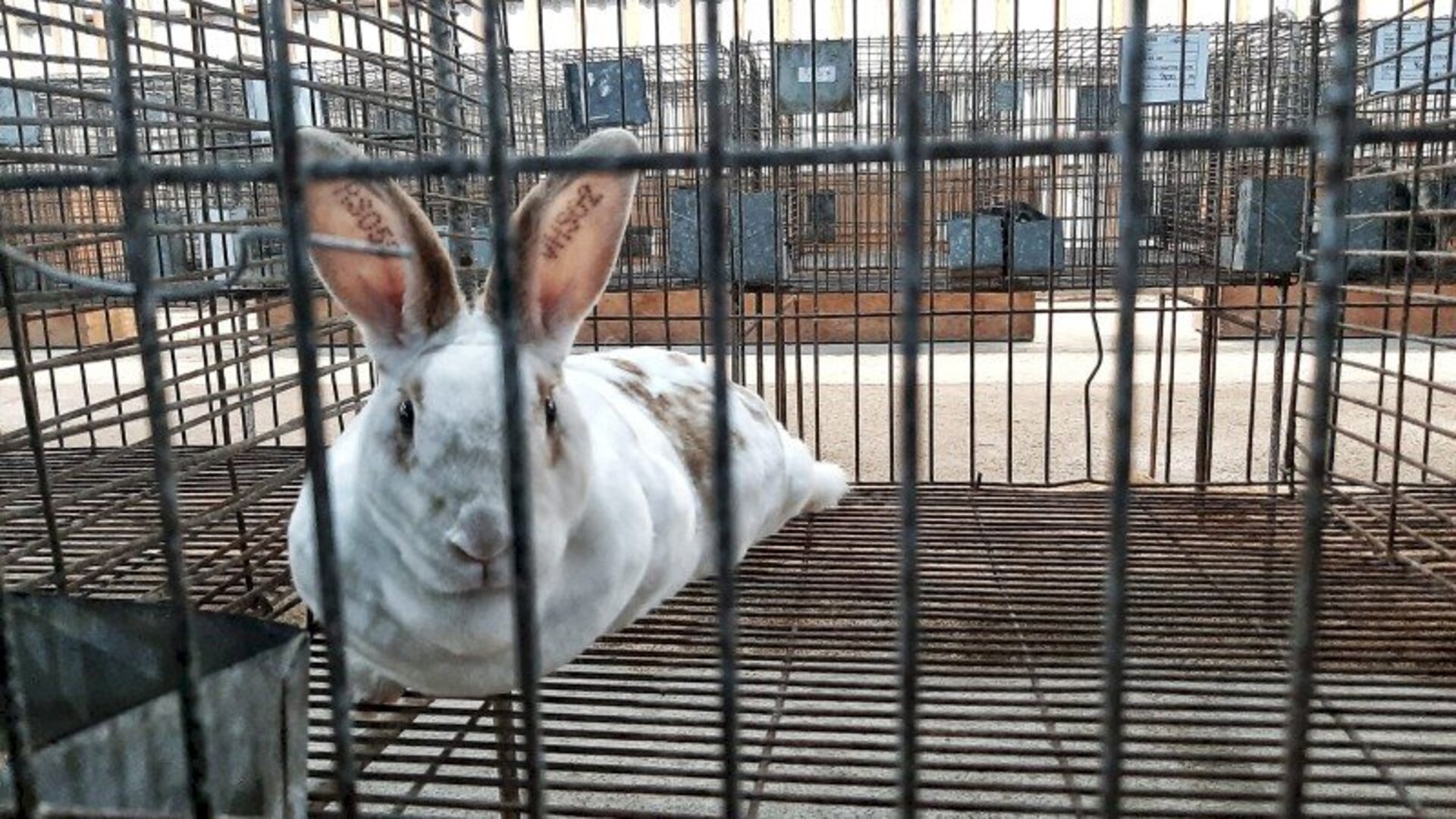 Coelhos atraem olhares dos visitantes na feira