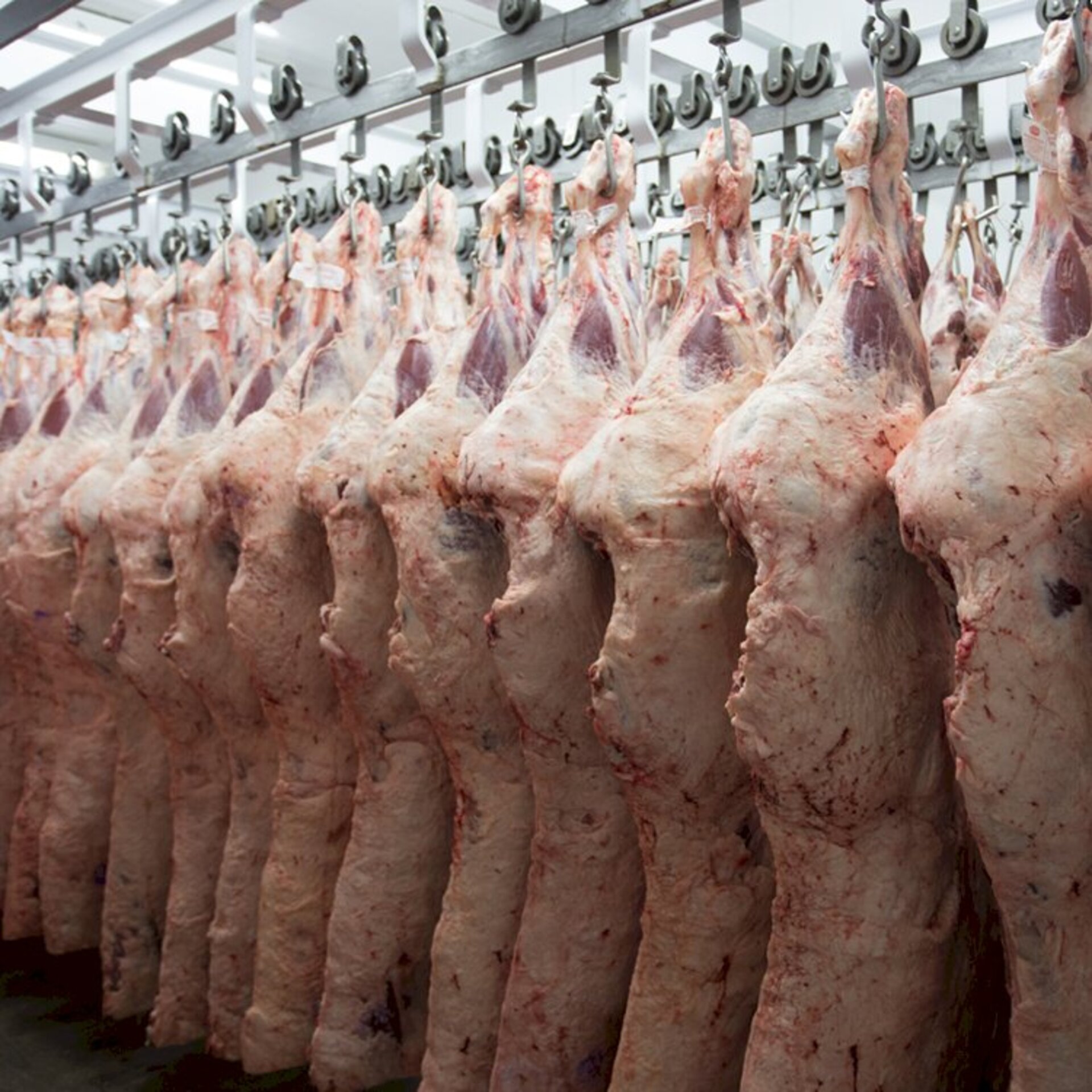 Iniciativa evidencia o potencial dos animais da raça na produção de carne de qualidade