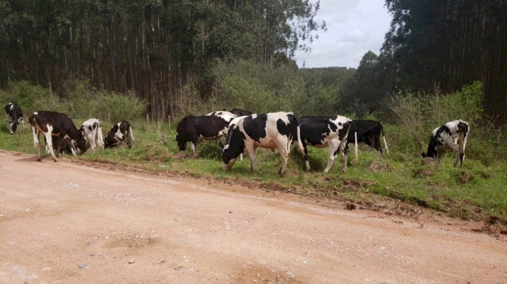 Os 16 animais foram avaliados em R$ 50 mil