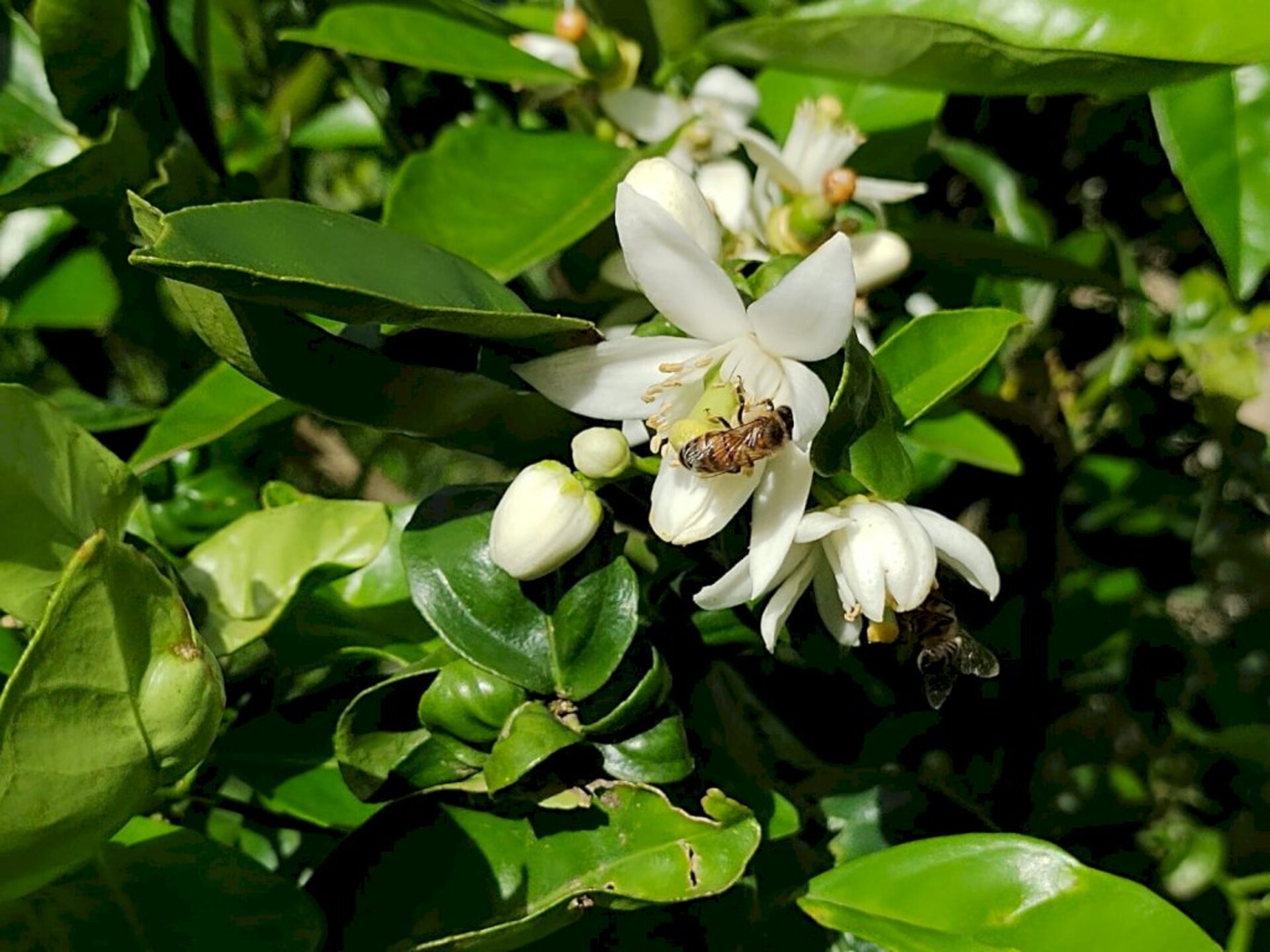 Temperaturas amenas e paisagens floridas são características