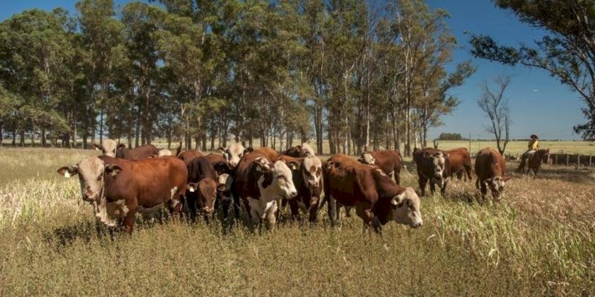 Especialista chamou atenção para a alteração das práticas de manejo muitas vezes com mais animais em menor espaço
