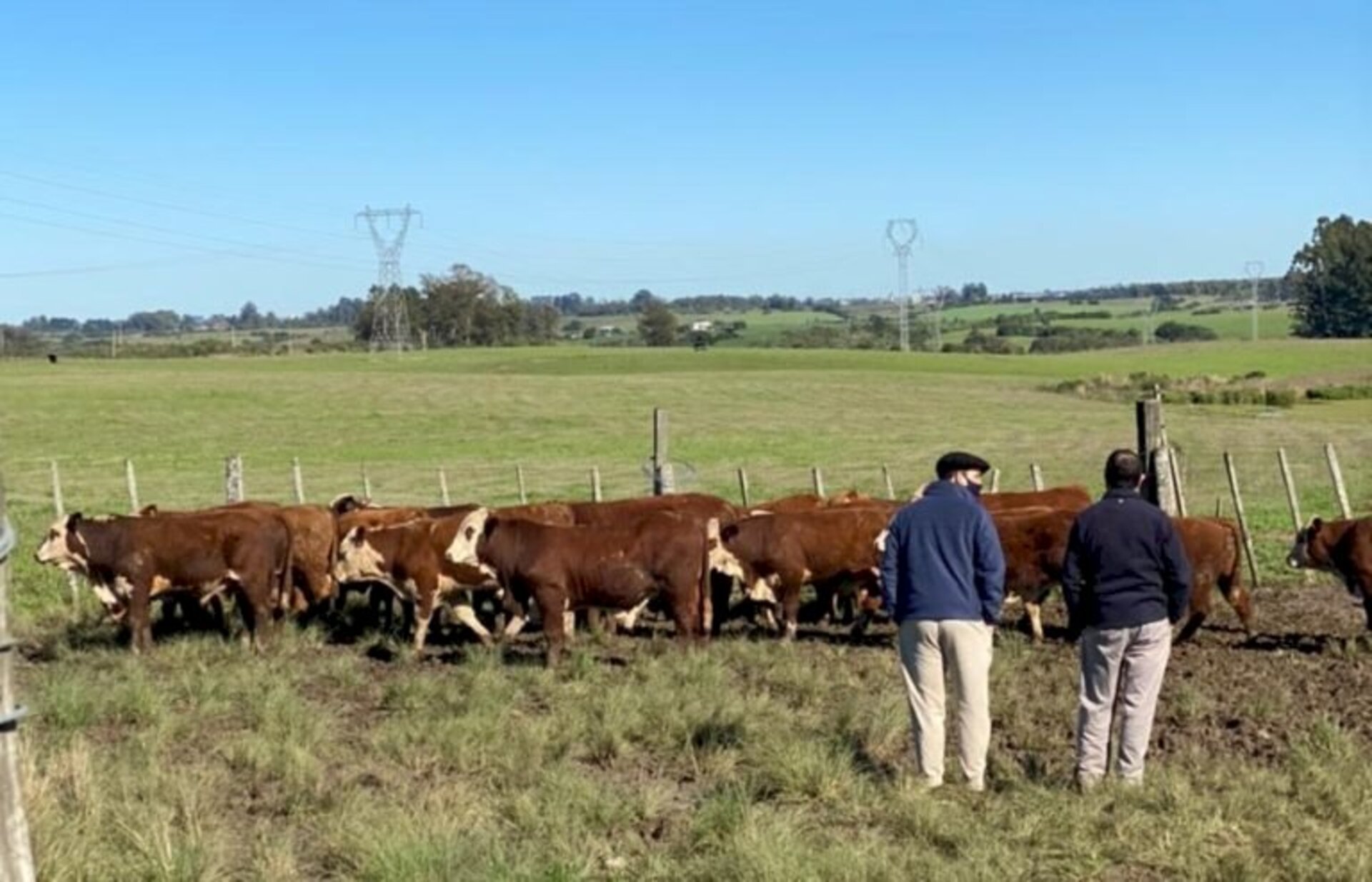 Animais são avaliados nos campos da unidade de pesquisa