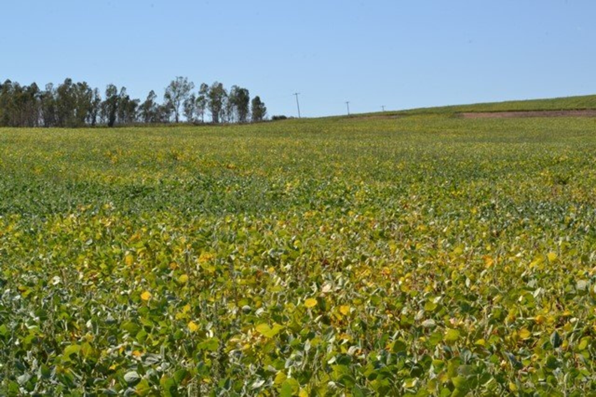 Lavouras da oleaginosa mudaram cenário dos campos da região