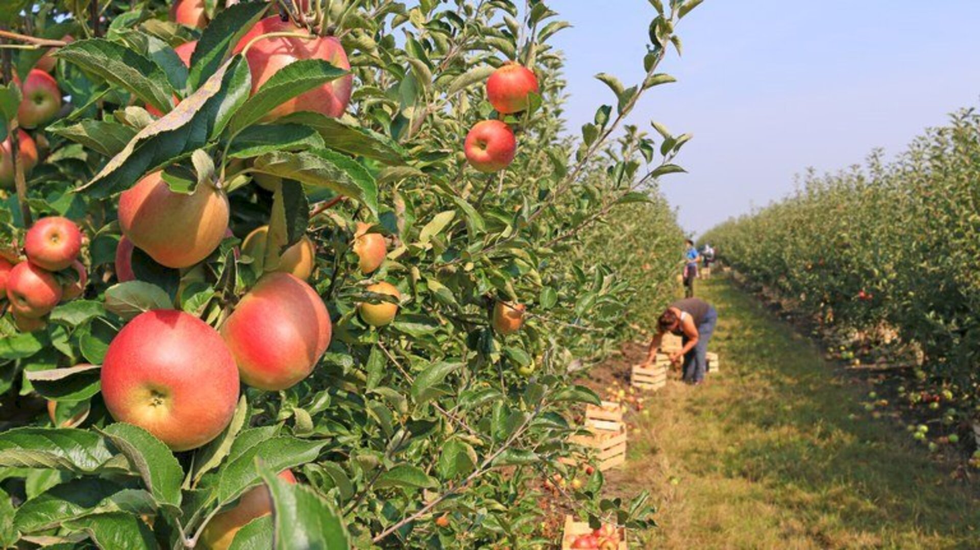 Há possibilidade de ampliação da produção nacional da fruta