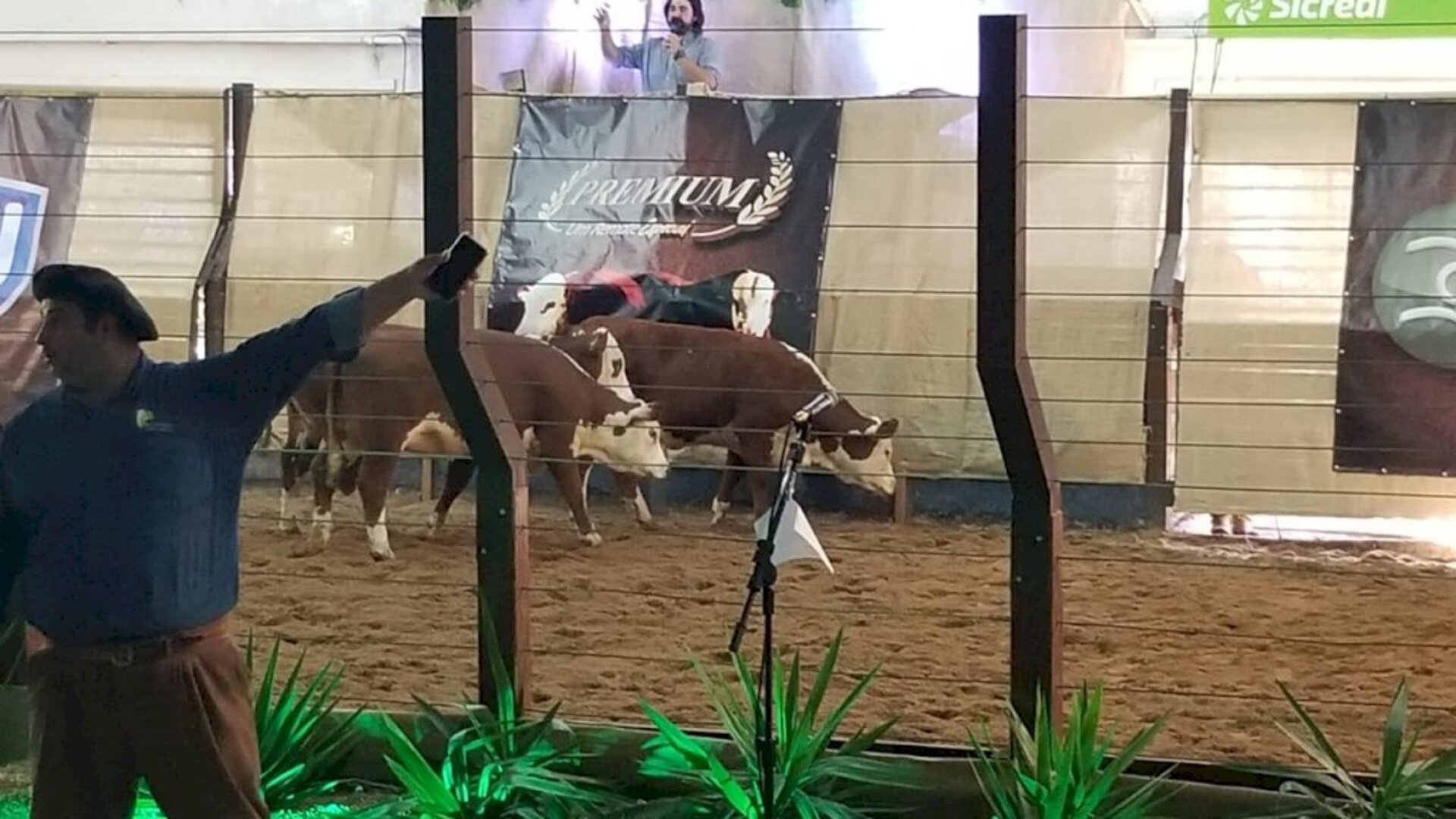 Leilão colocou em pista animais de qualidade e com diferencial de produção