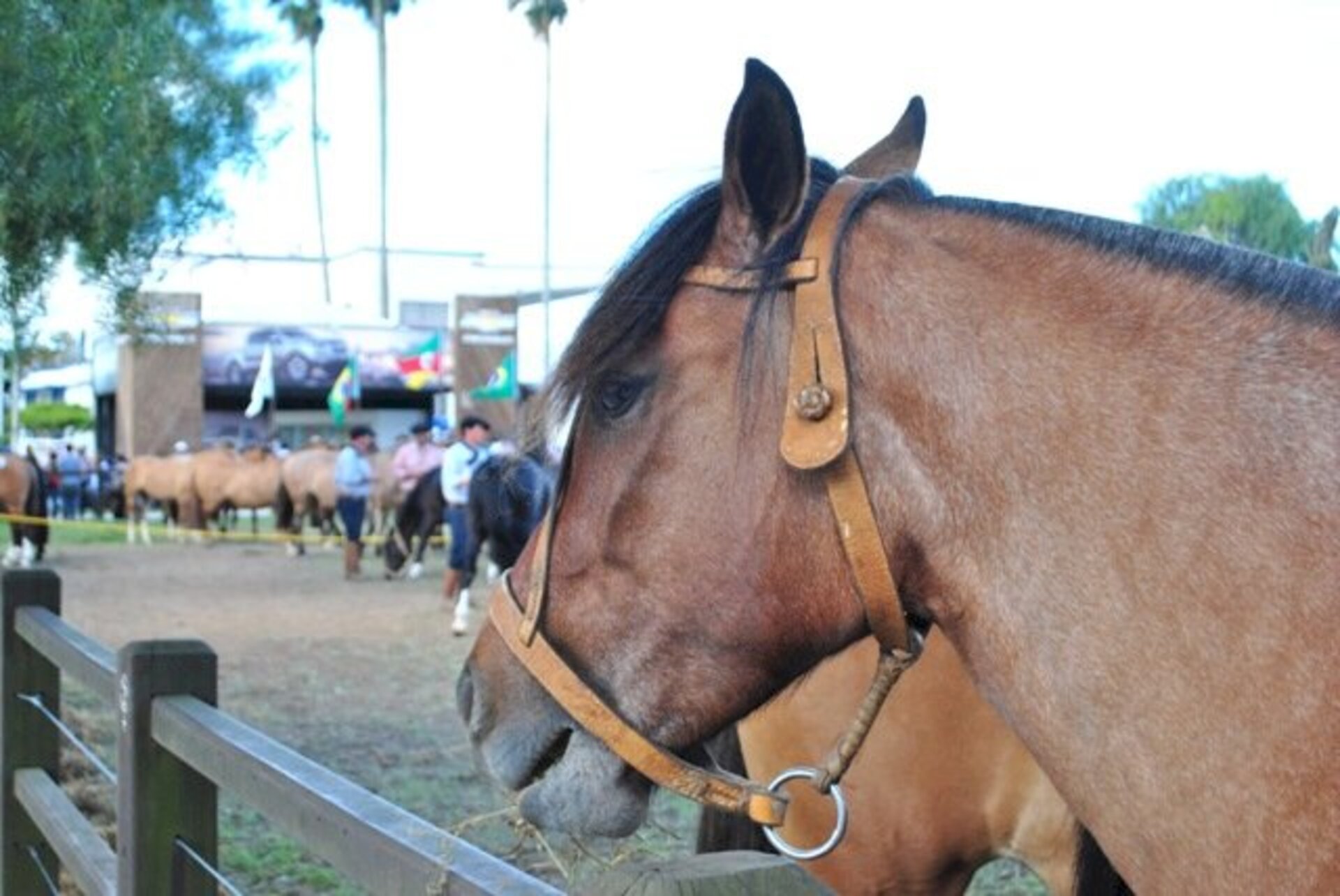 Pujança do cavalo Crioulo é um dos maiores atrativos da feira