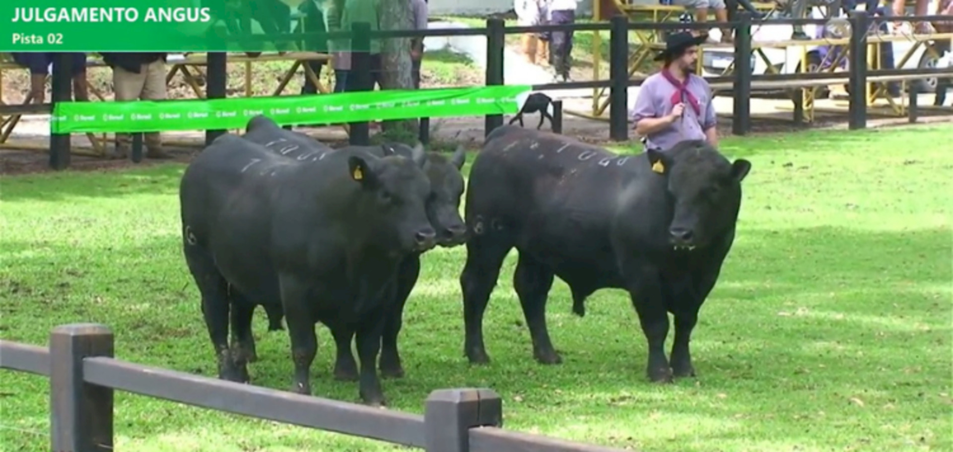 Animais passam pelo crivo do jurado na pista