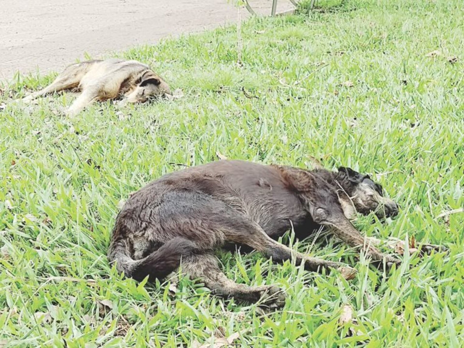 Proibição busca proteger animais em situação de rua