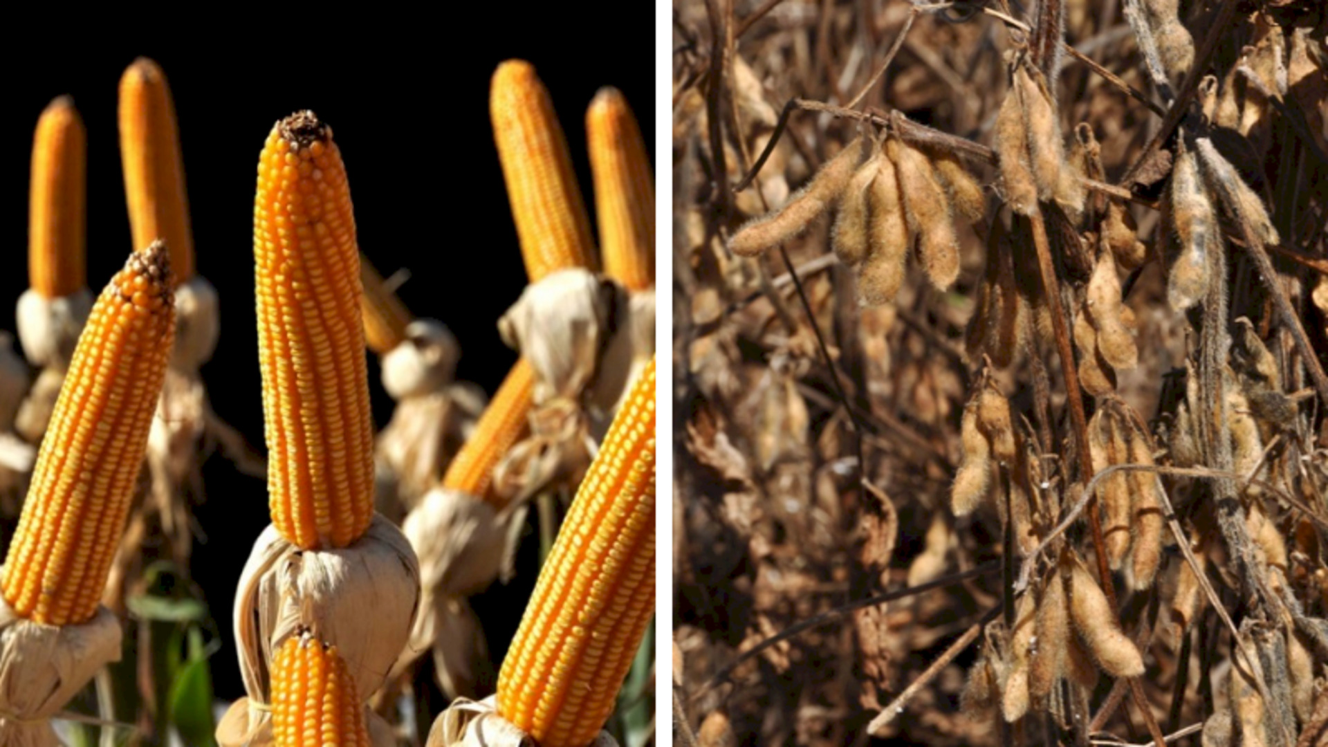 erão informações atualizadas sobre áreas plantadas e colhidas