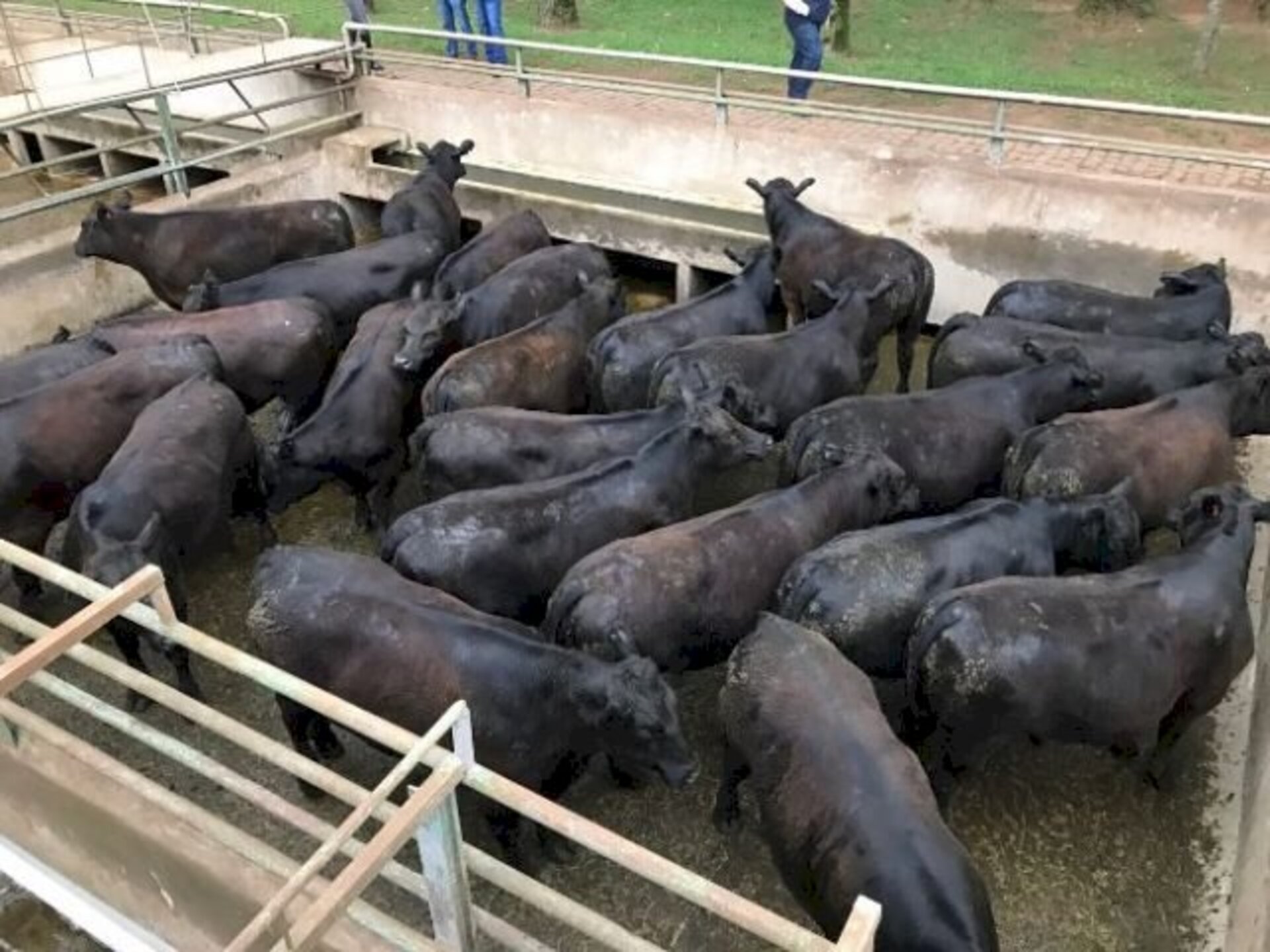 Expectativa é de que cerca de 260 animais participem da prova