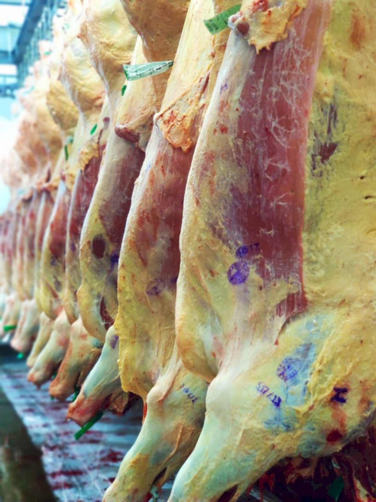 Serão admitidos animais que cumprirem as exigências sanitárias
