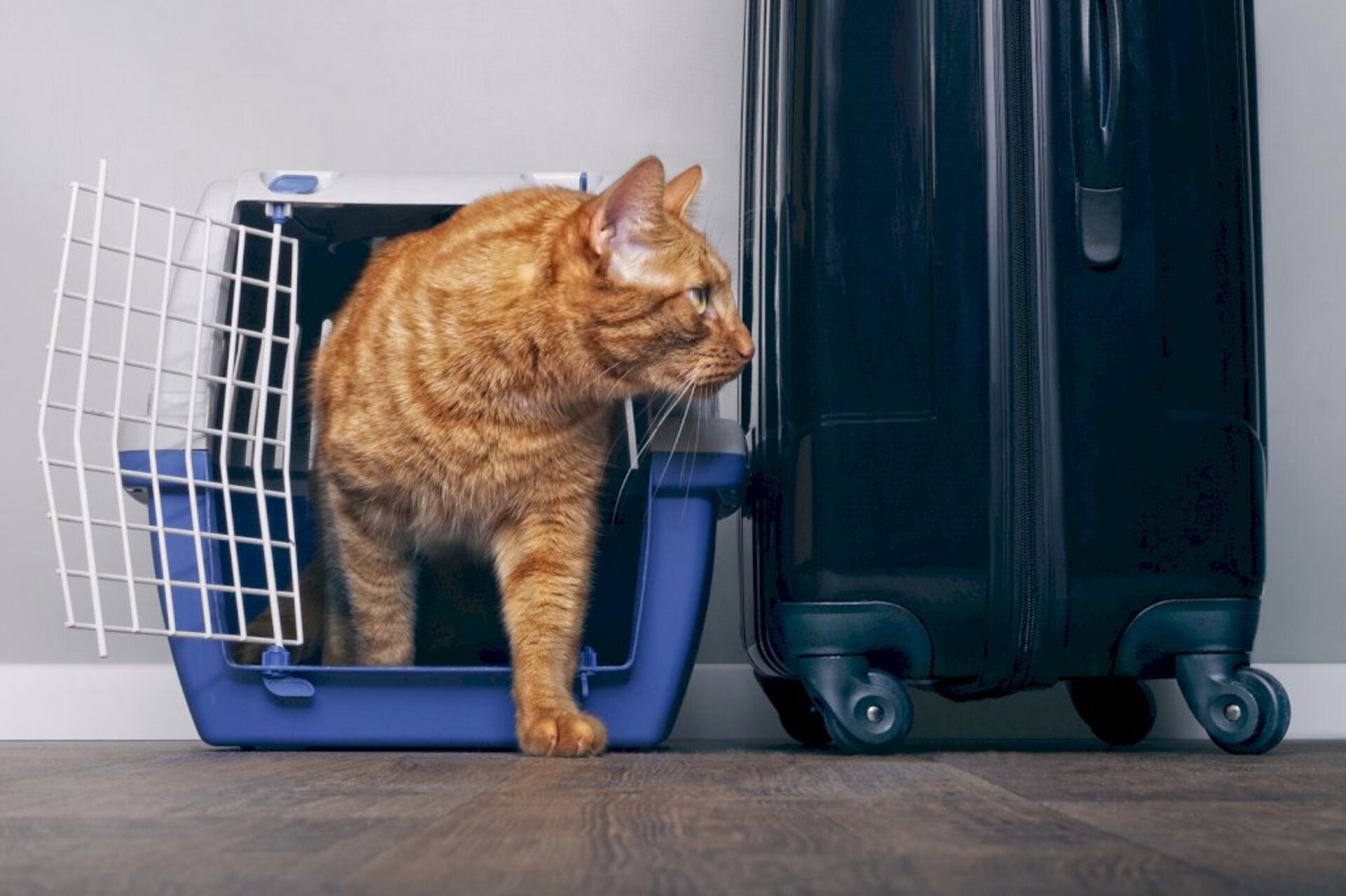 Preferência é que felinos sempre fiquem no ?habitat natural?