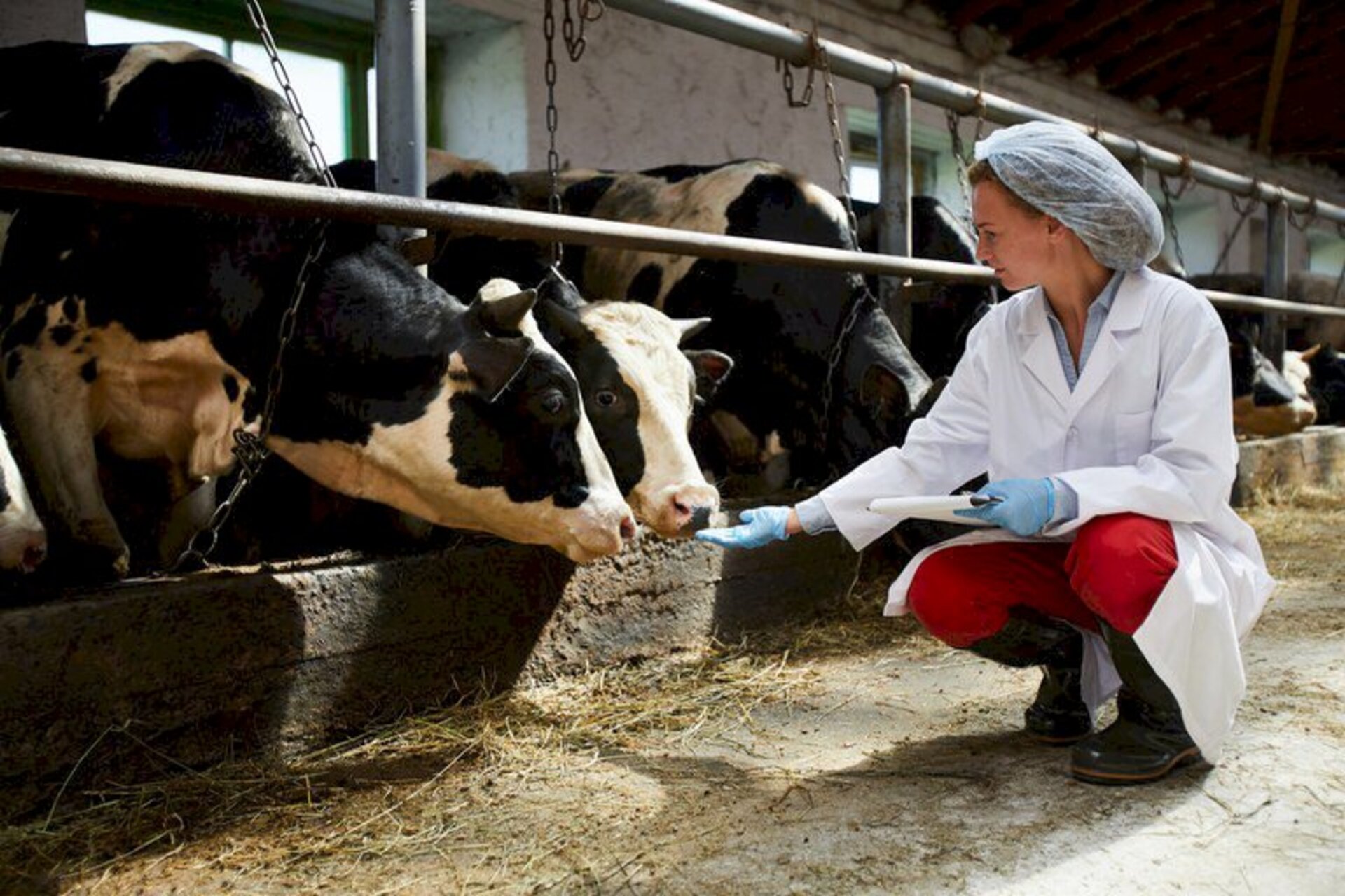Resistência aos antimicrobianos tem impacto na saúde humana e animal